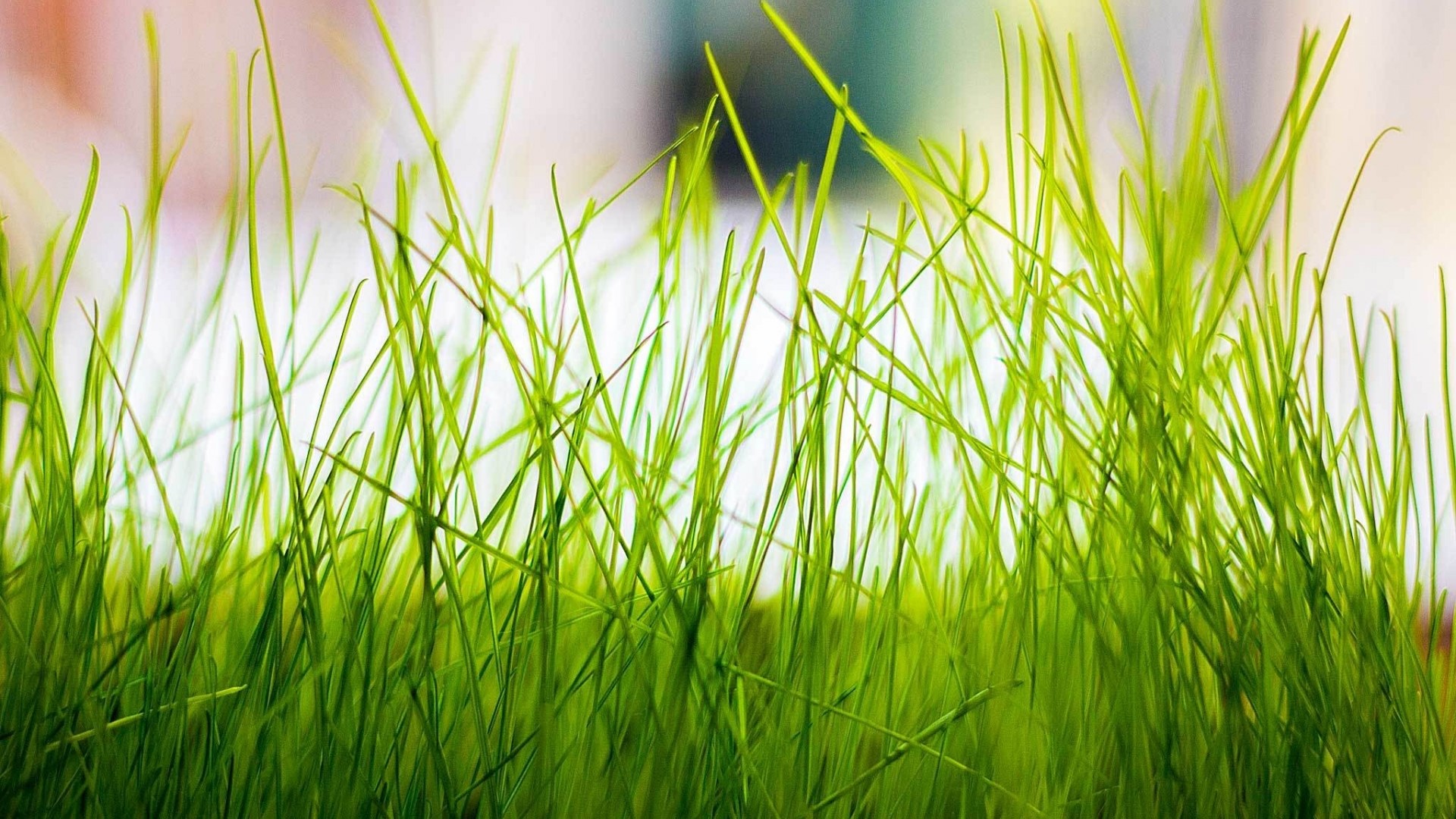 Close-up of green grass blades HD Wallpaper