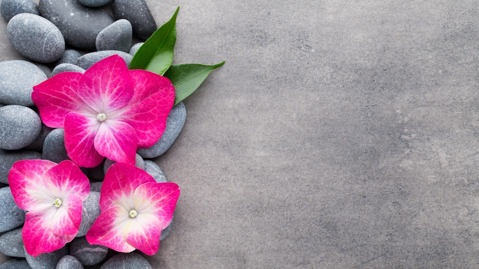 Pink Hydrangea Flowers and Gray Stones HD Wallpaper