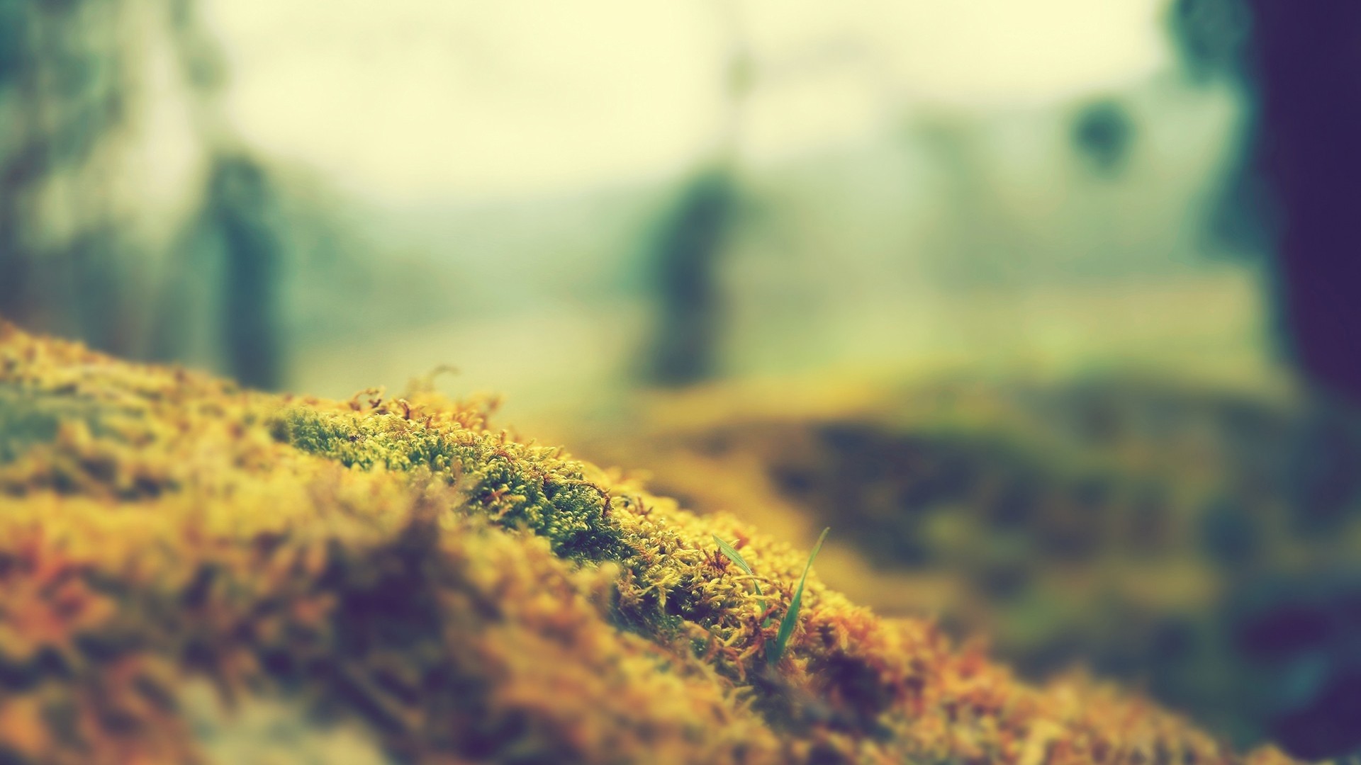 Mossy ground with blurred forest background HD Wallpaper