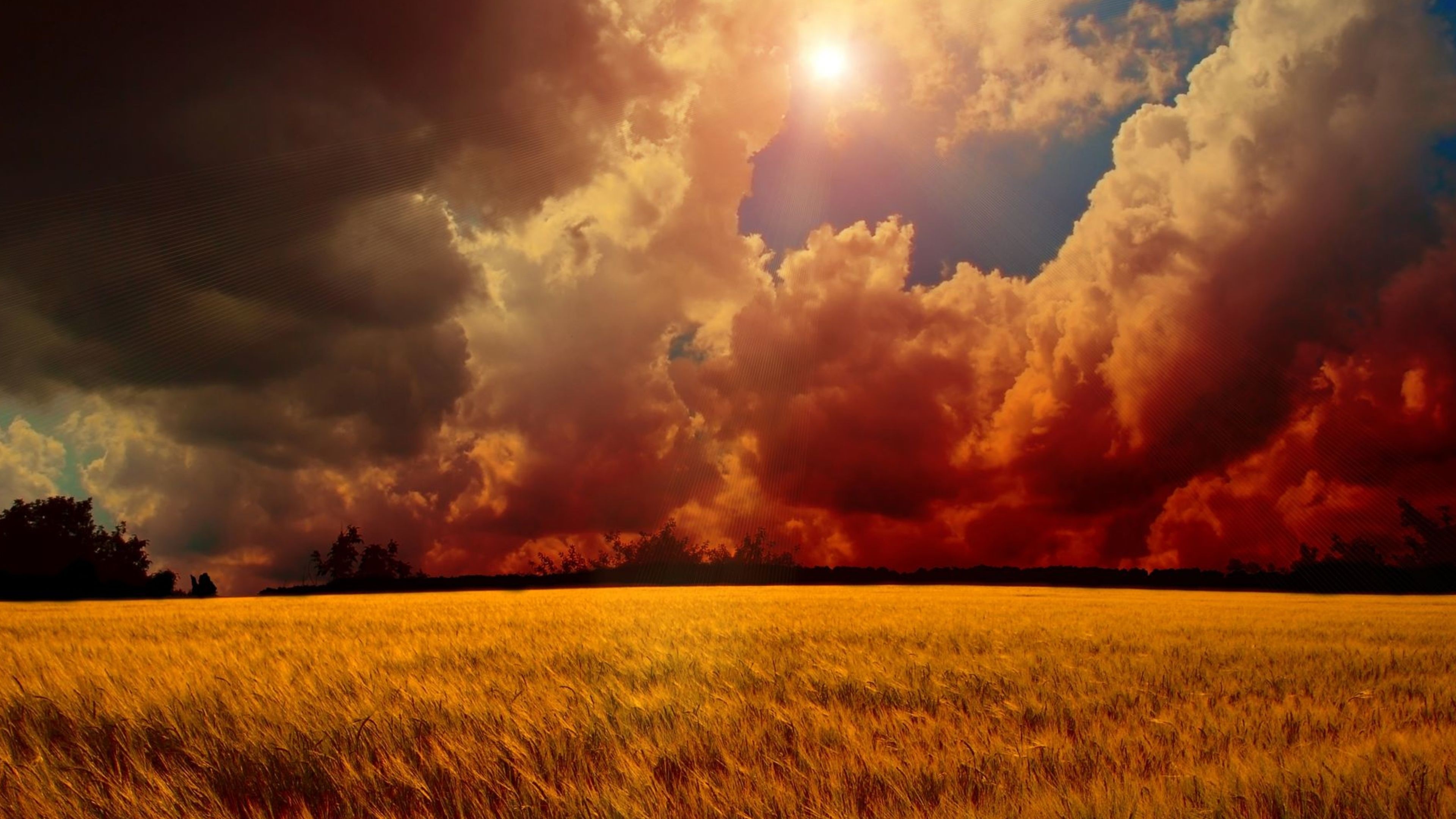 4K Golden Crops Under Dramatic Sky HD Wallpaper