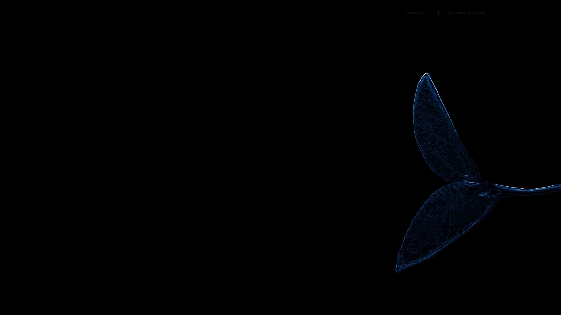 Blue neon abstract whale tail HD Wallpaper