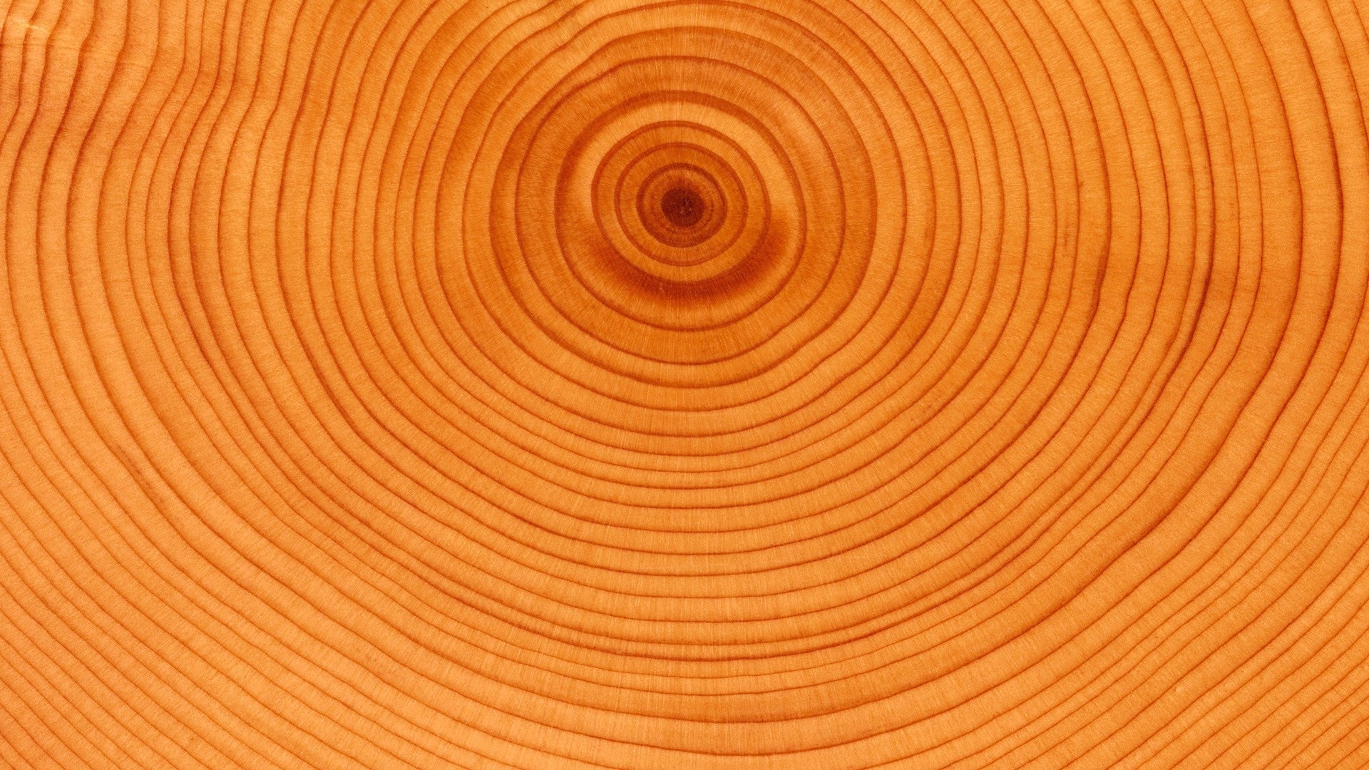 Close-up of Tree Rings HD Wallpaper