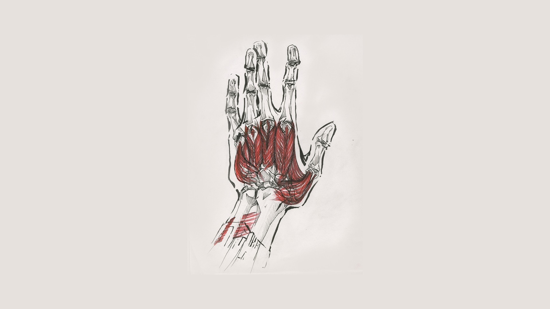 Artistic Depiction of Hand Muscles and Bones HD Wallpaper