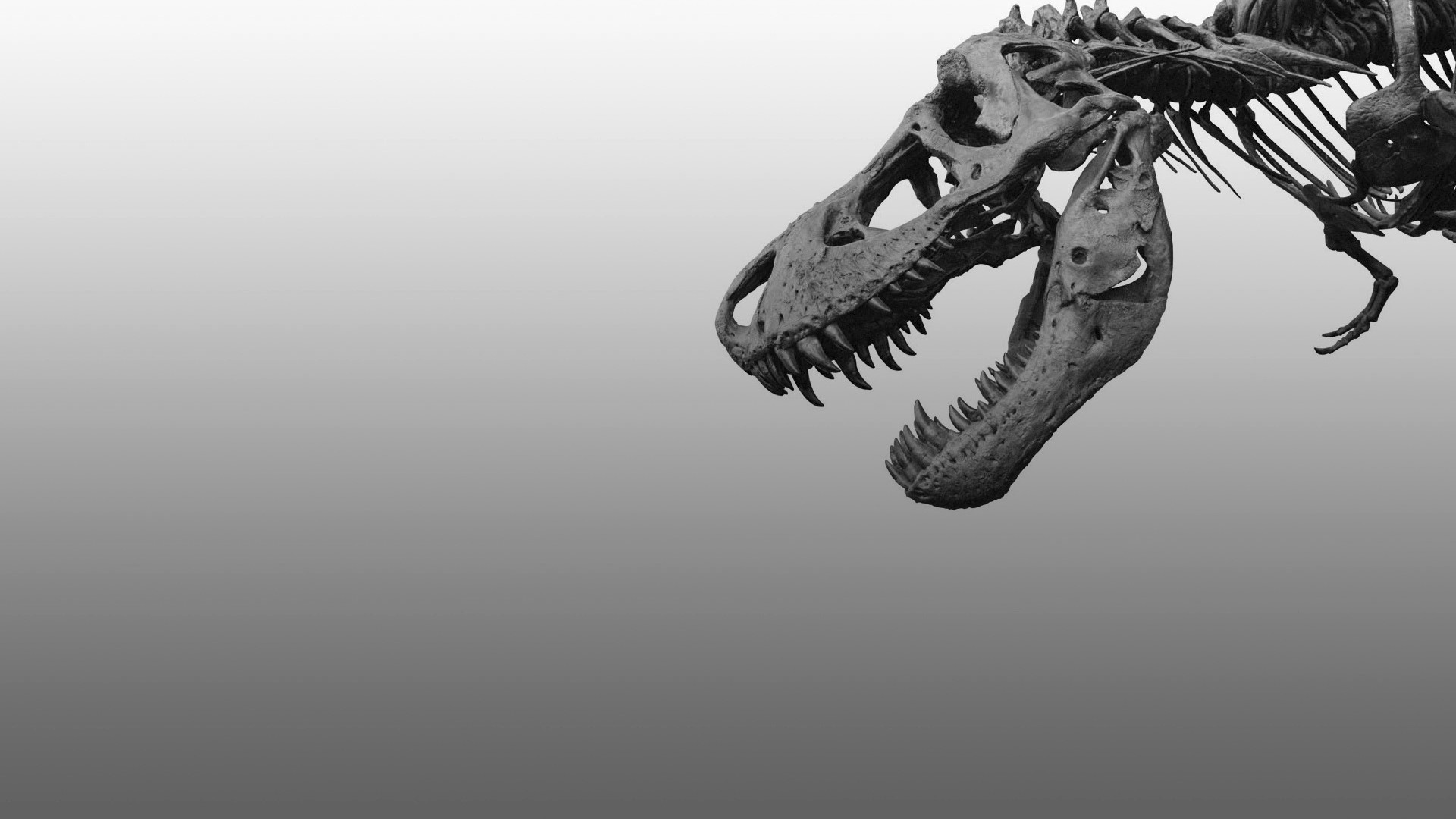 T Rex skeleton HD Wallpaper
