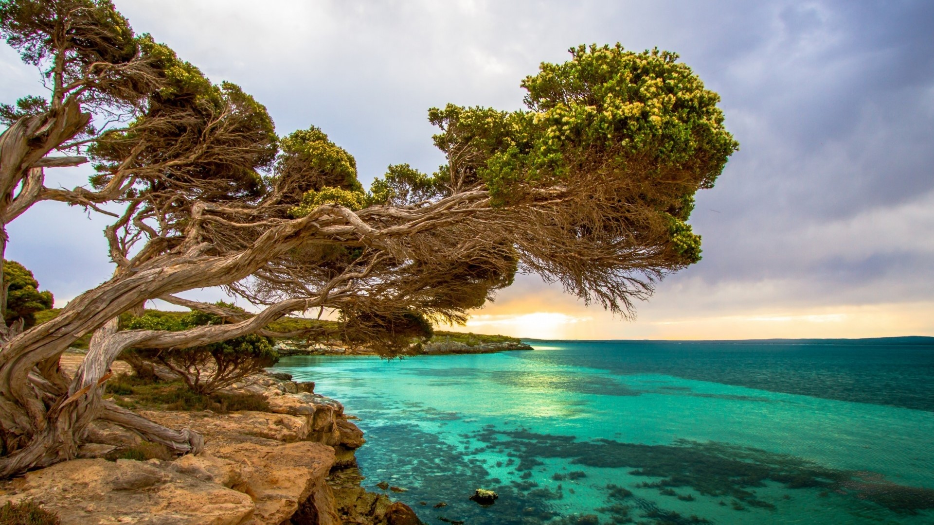 Twisted Tree Reaching Over Turquoise Sea HD Wallpaper