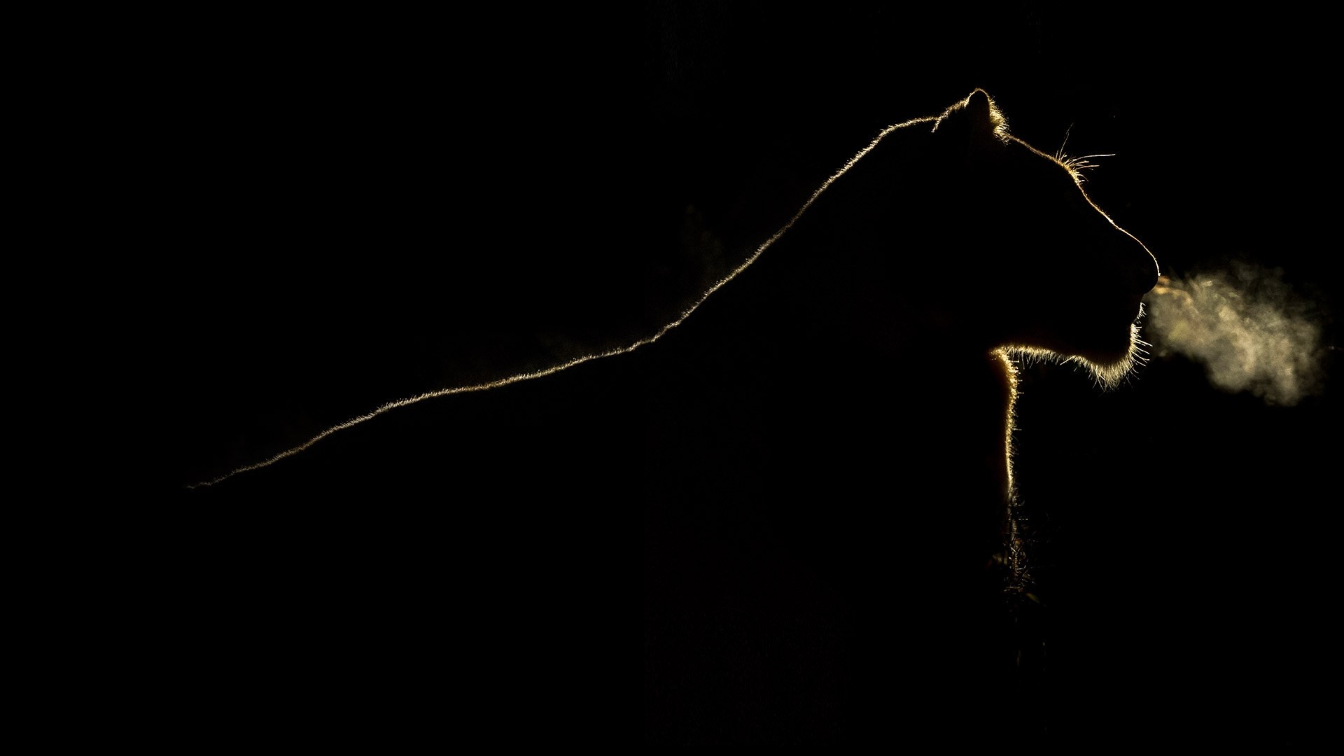 Lion exhaling steam in Sabi Sands HD Wallpaper