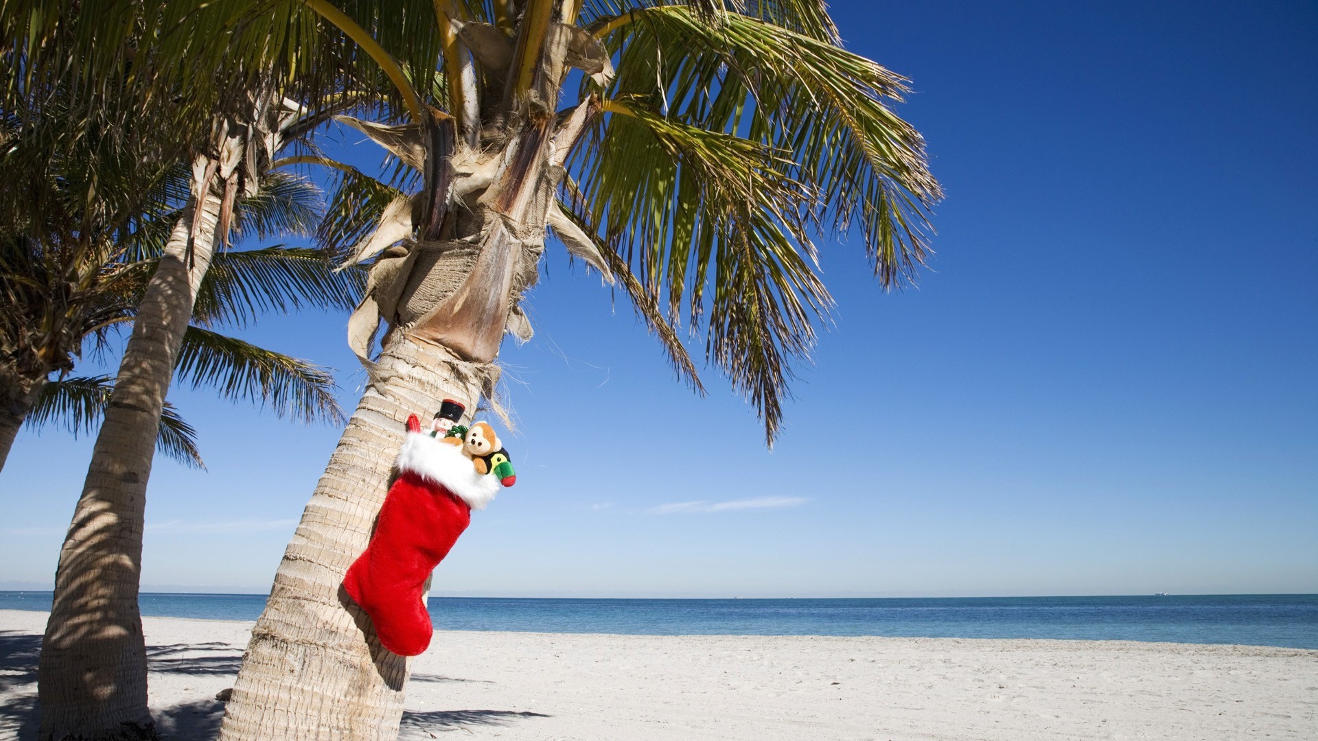 Christmas stocking on a palm tree at the beach HD Wallpaper
