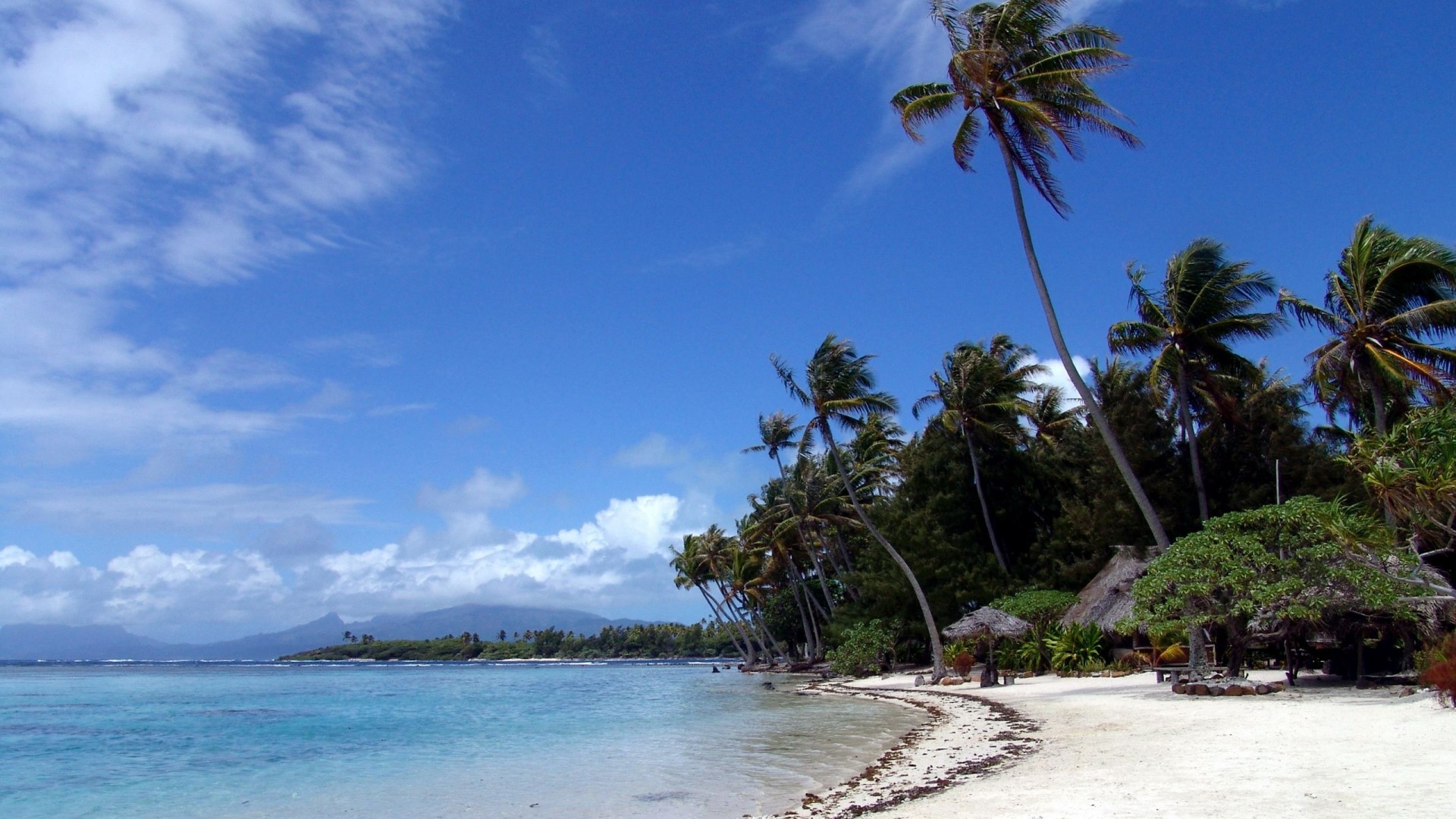 Tropical beach with palm trees and ocean HD Wallpaper