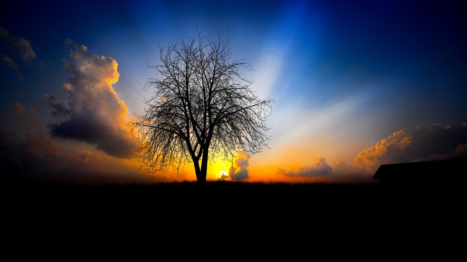 Silhouette of a bare tree against a sunset sky HD Wallpaper