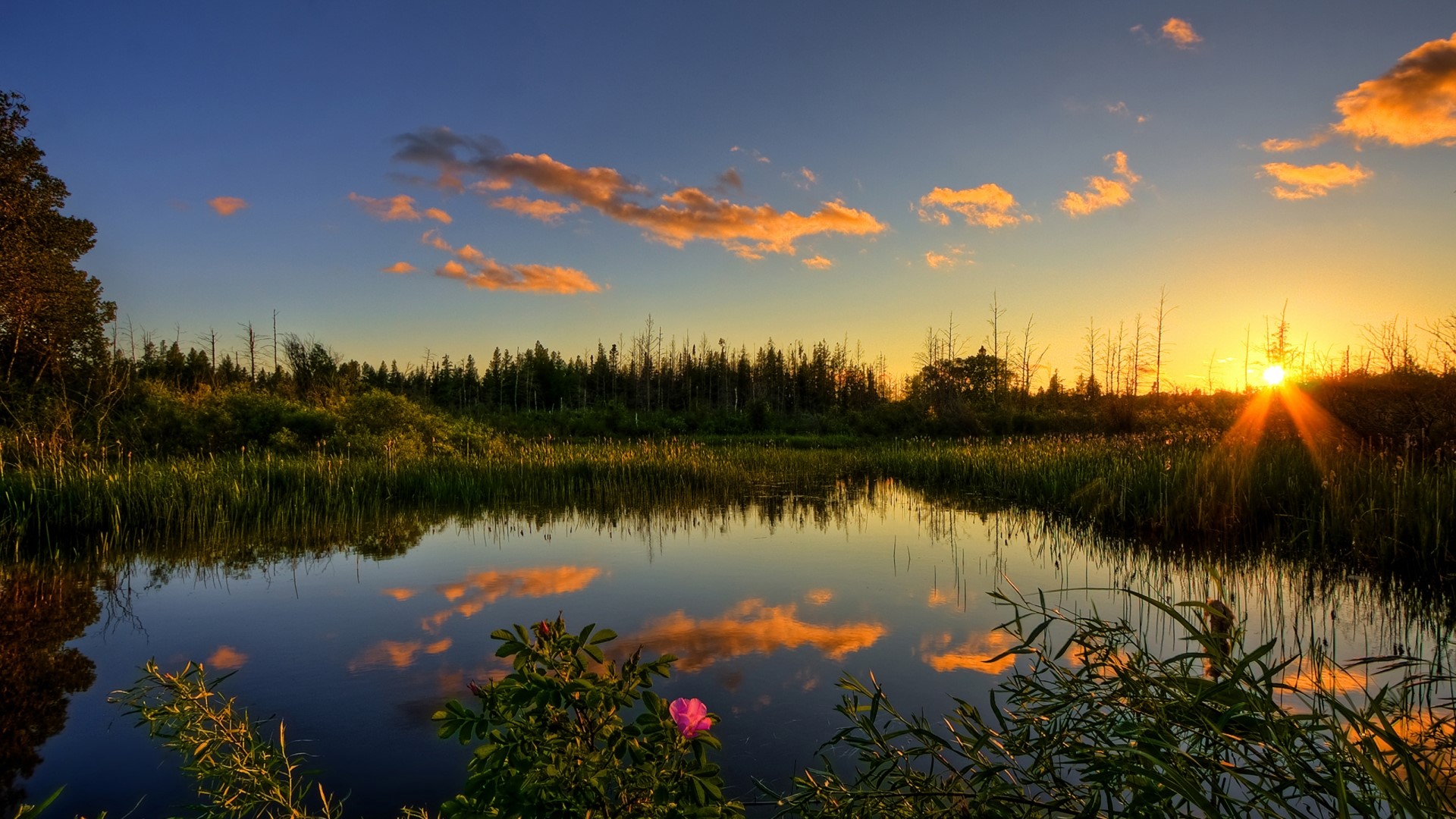 Sunset over a calm lake with reeds and trees HD Wallpaper