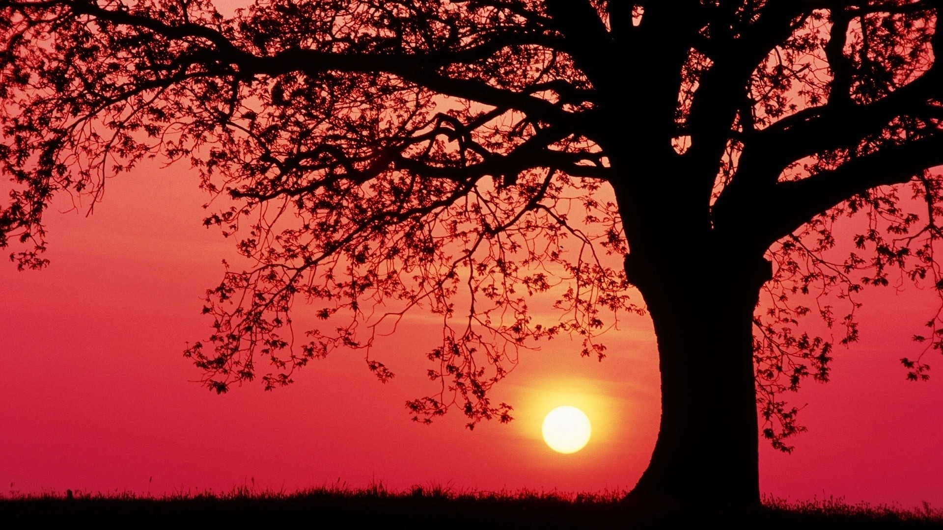 Silhouette of a large tree against a pink sunset HD Wallpaper