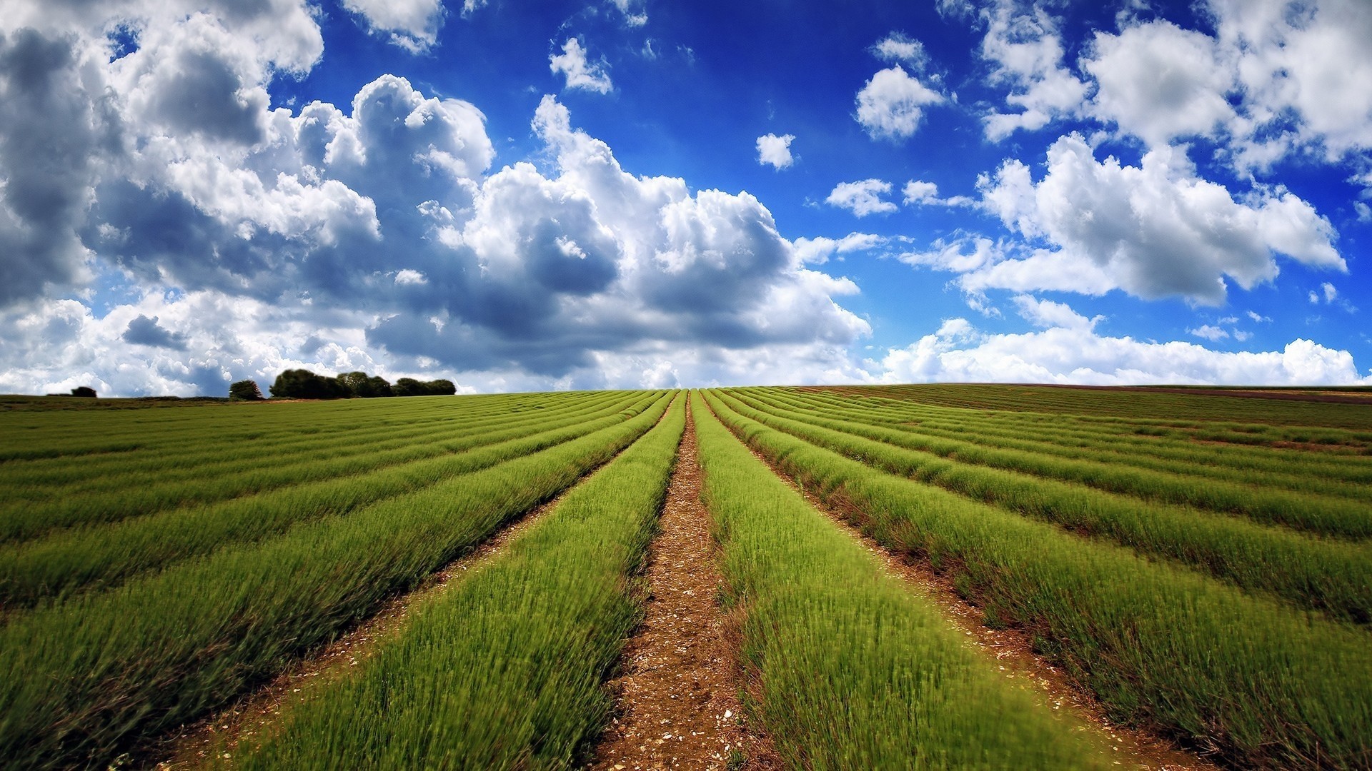 Rows of green crops under a blue sky with clouds HD Wallpaper