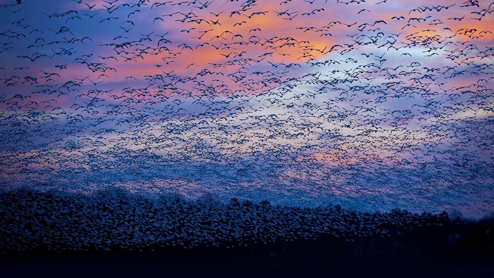 Snow Goose Migration at Sunset HD Wallpaper
