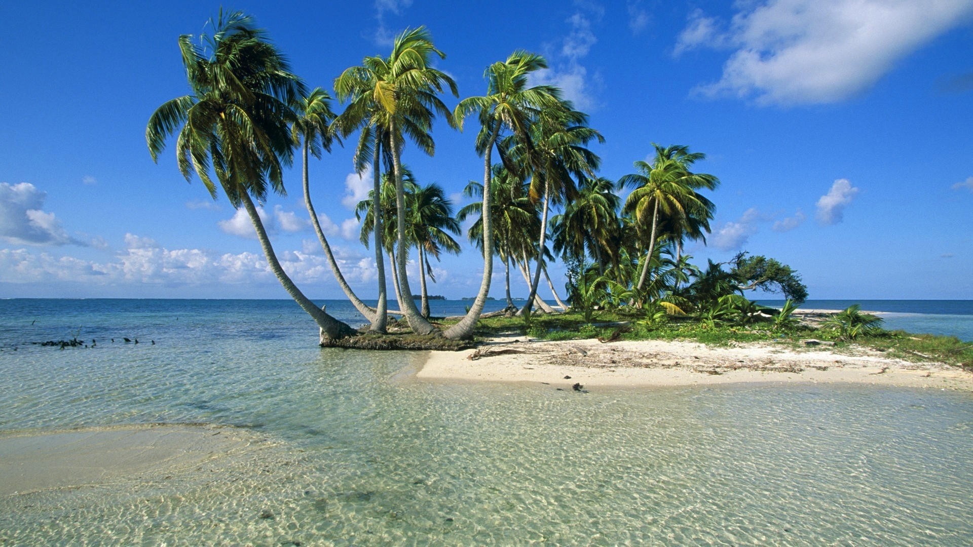 Tiny island with palm trees in clear ocean water HD Wallpaper