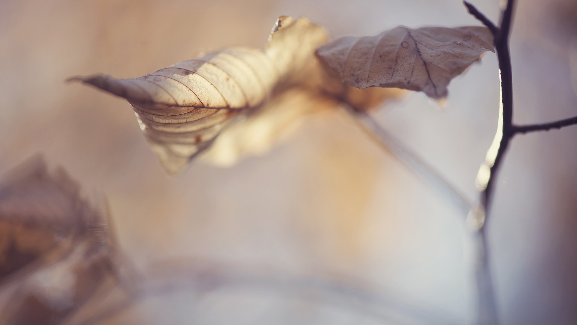 Dried leaves on a branch in macro HD Wallpaper