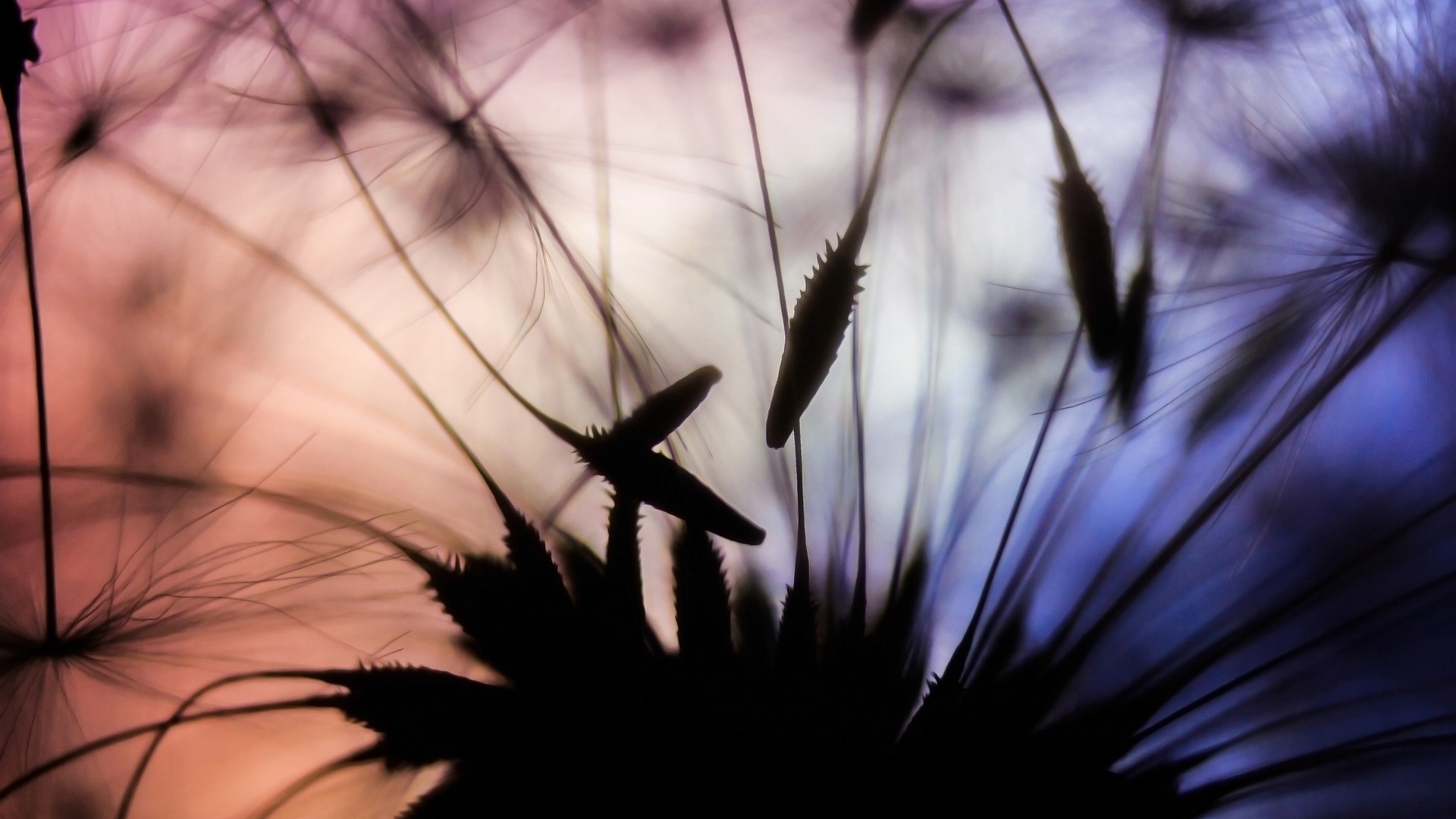 Macro shot of dandelion seeds with colorful background HD Wallpaper