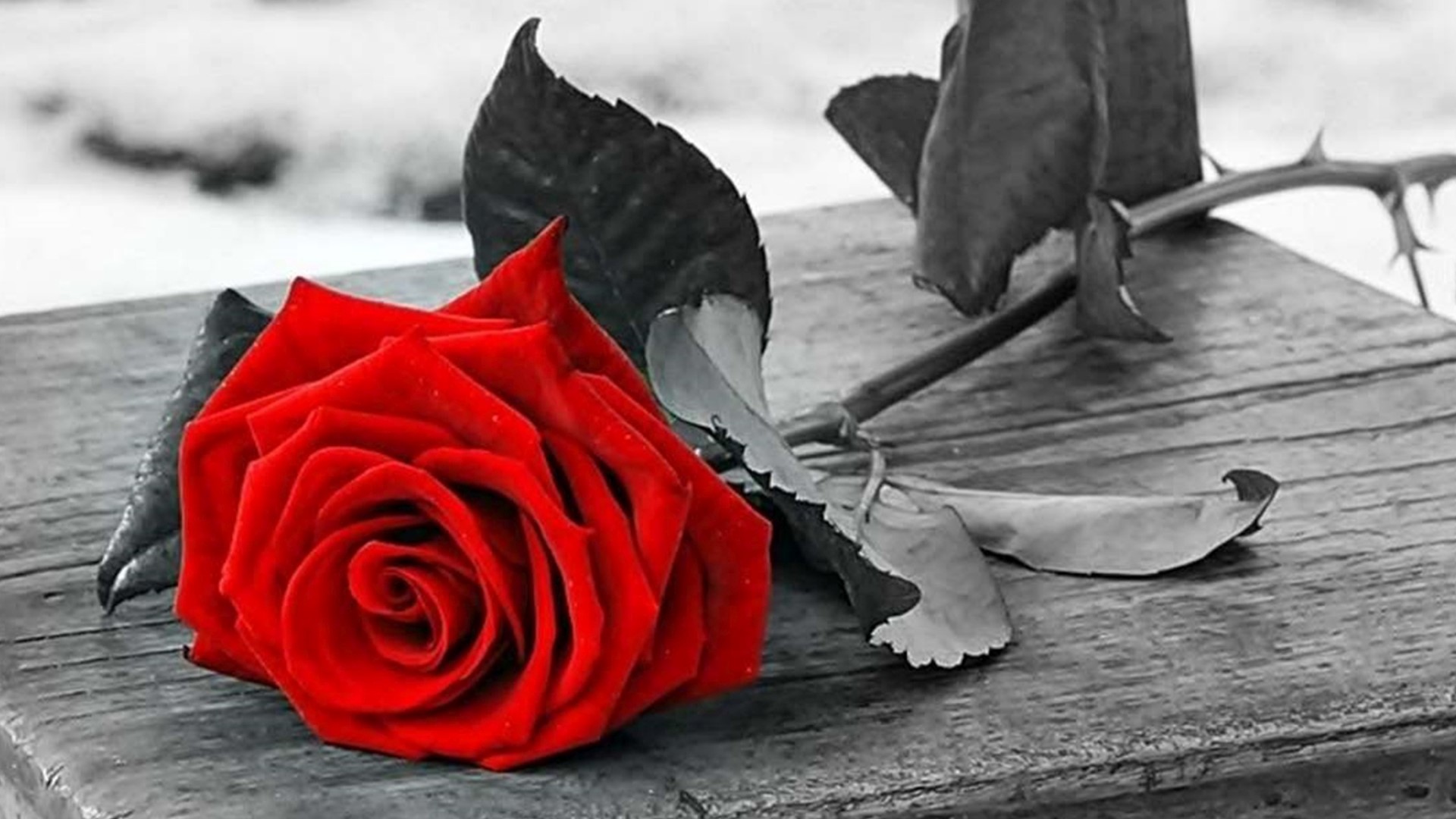 Selective Color Red Rose on Wooden Surface HD Wallpaper