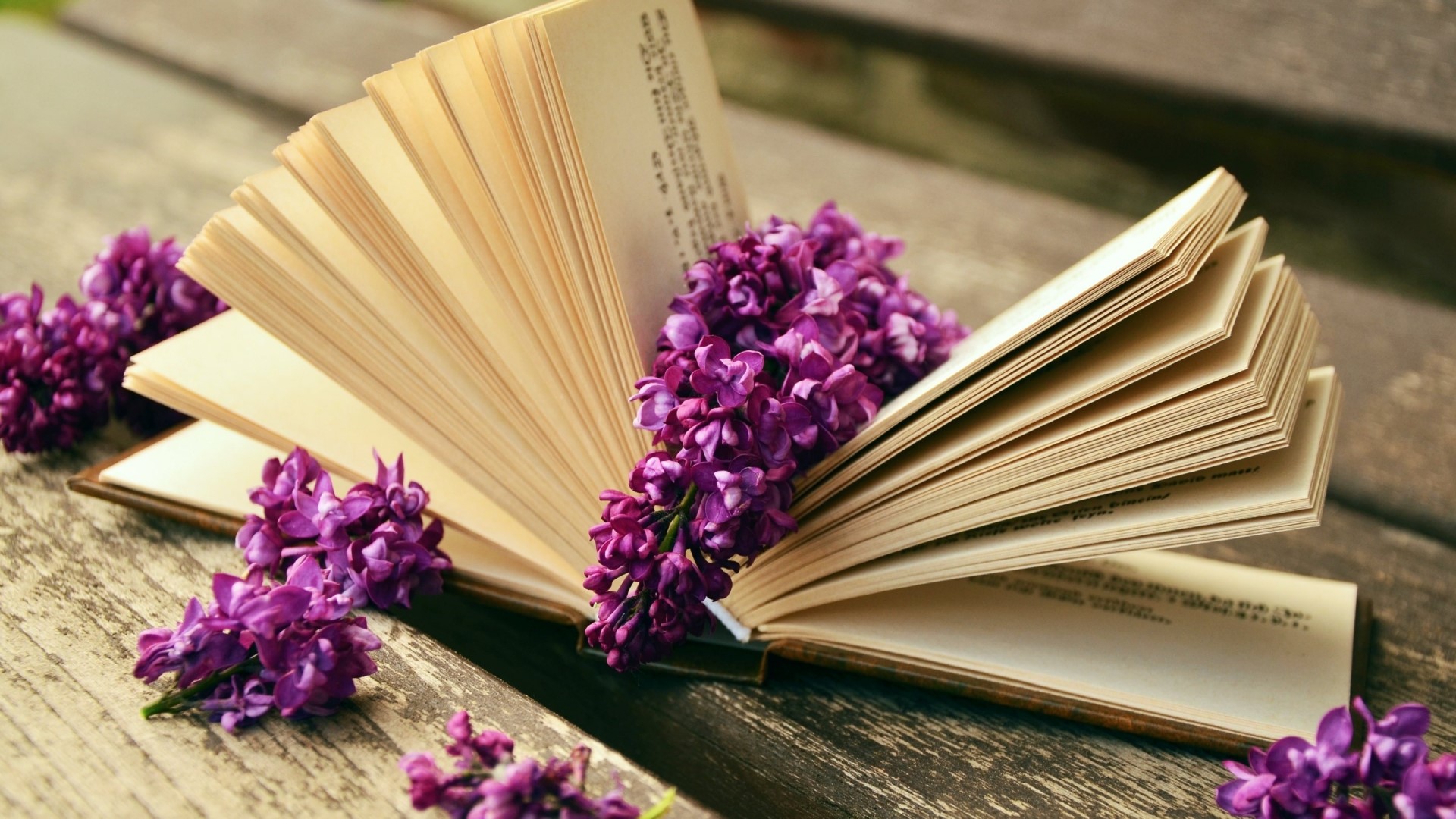 Purple Lilac Flowers on an Open Book HD Wallpaper