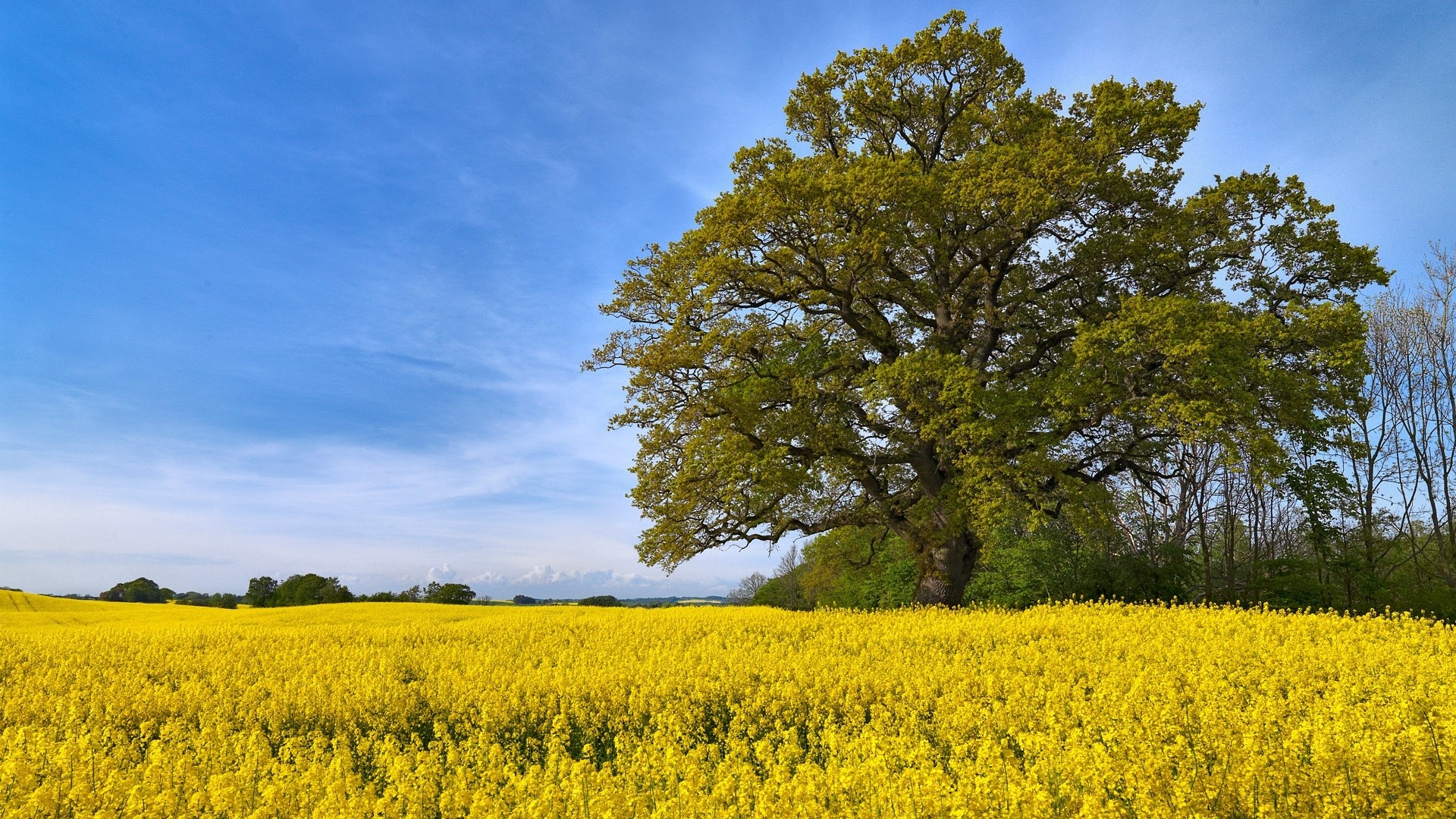 Large oak tree in a yellow rapeseed field under a blue sky HD Wallpaper
