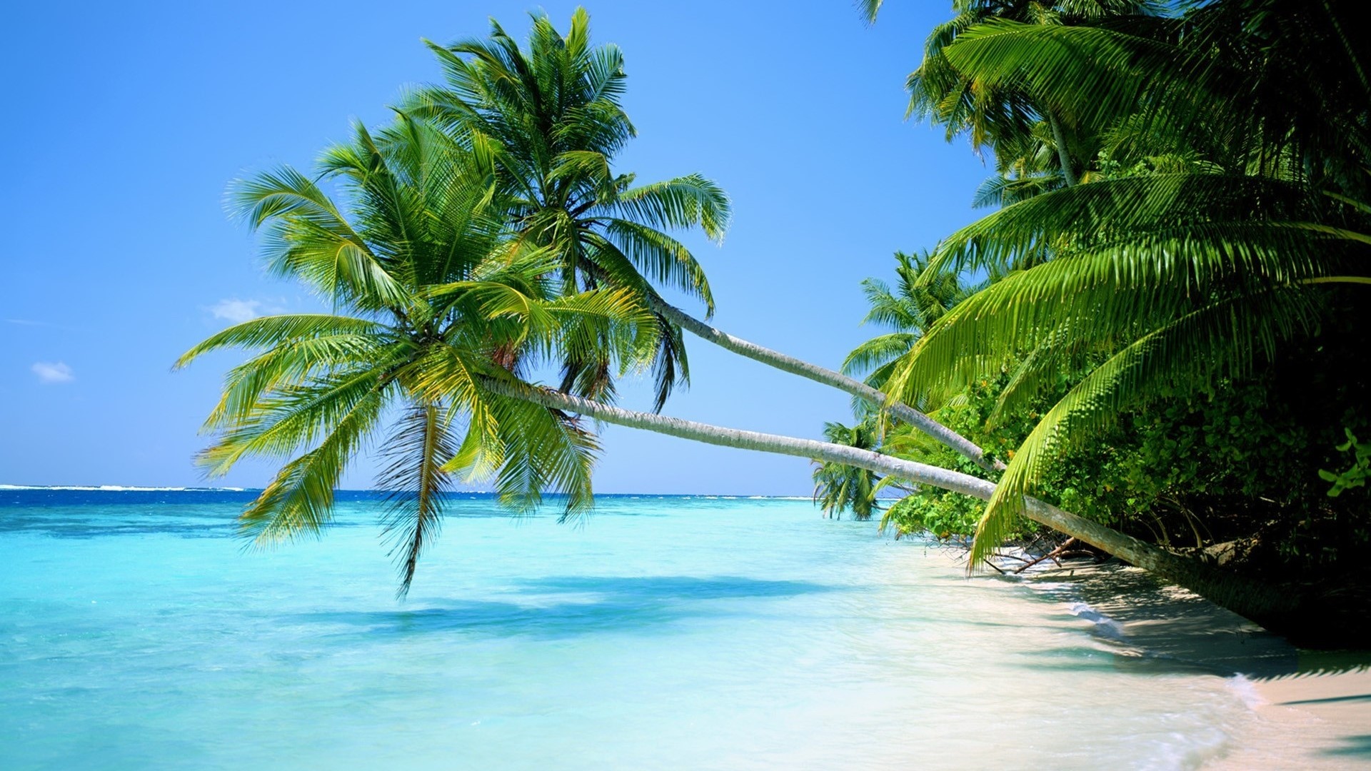 Palm Trees Over Turquoise Water HD Wallpaper