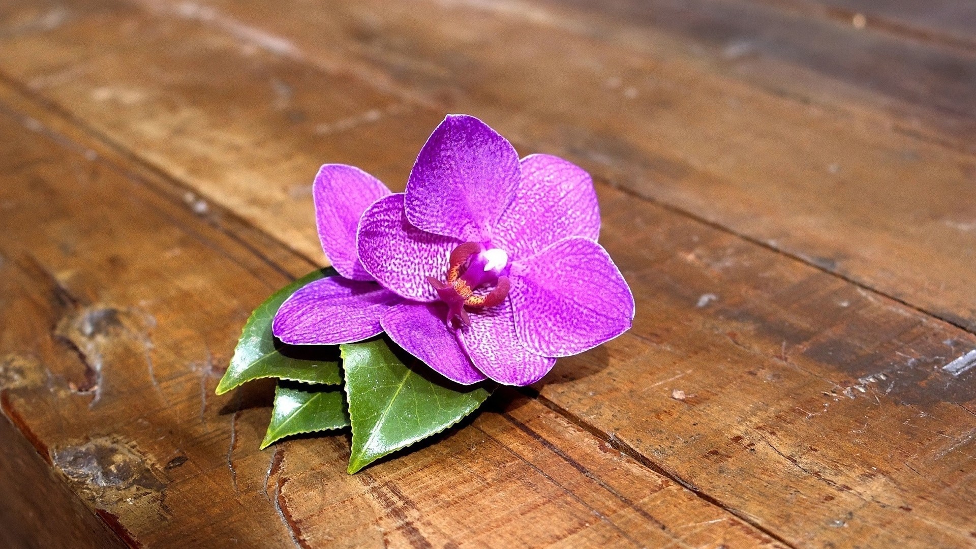 Purple orchid flower with green leaves on wooden table HD Wallpaper