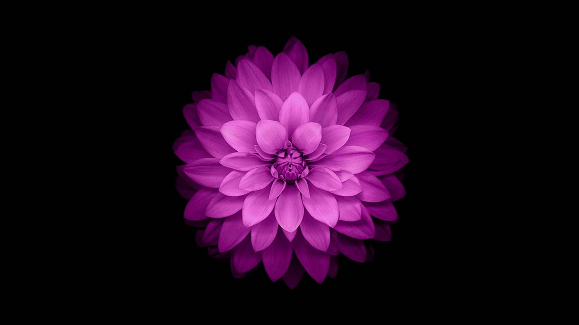 Purple flower on black background HD Wallpaper
