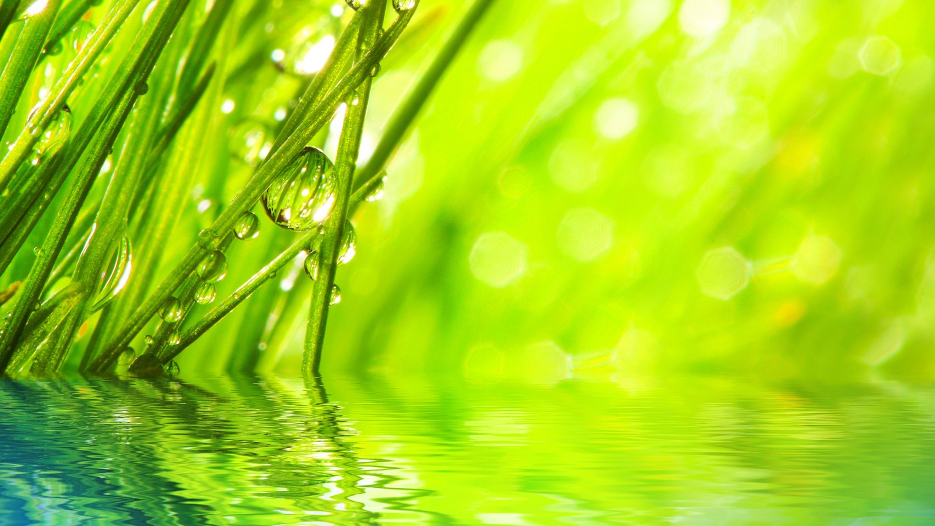 Macro shot of green grass with water droplets and reflection HD Wallpaper