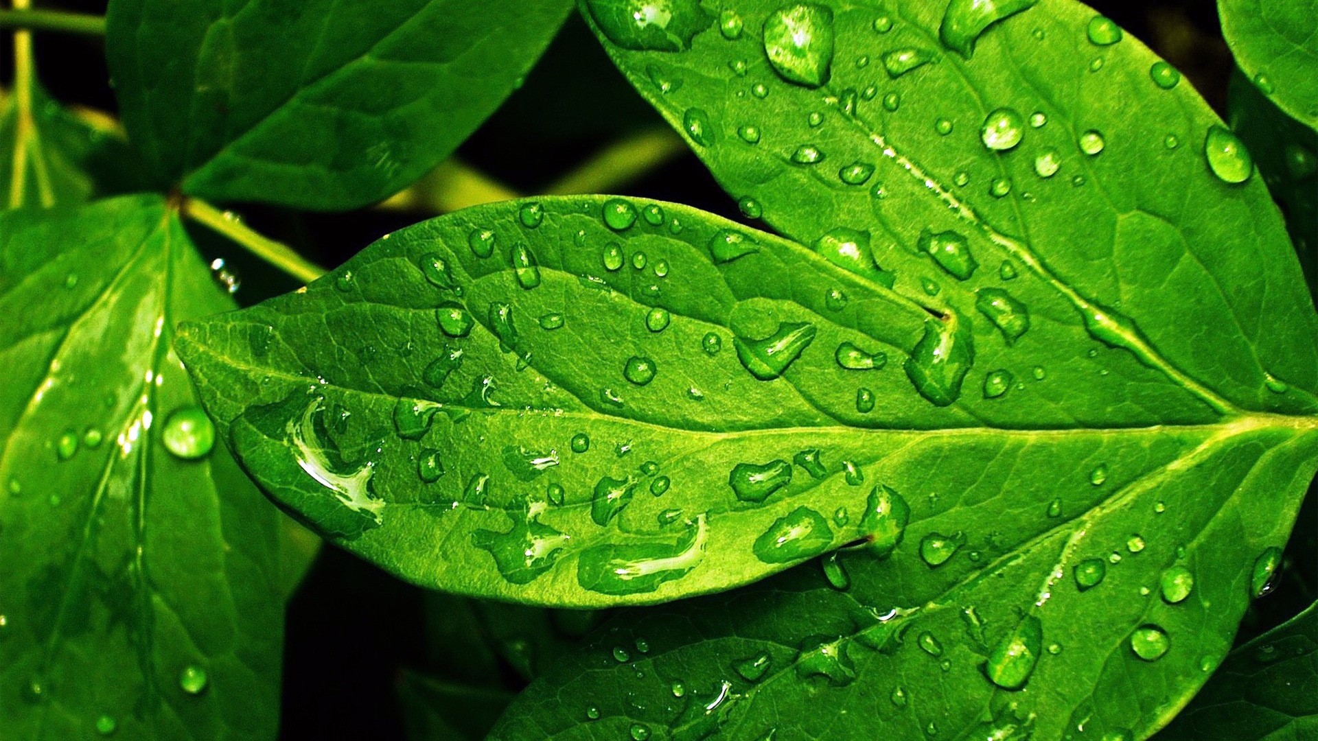Green leaves with water droplets HD Wallpaper