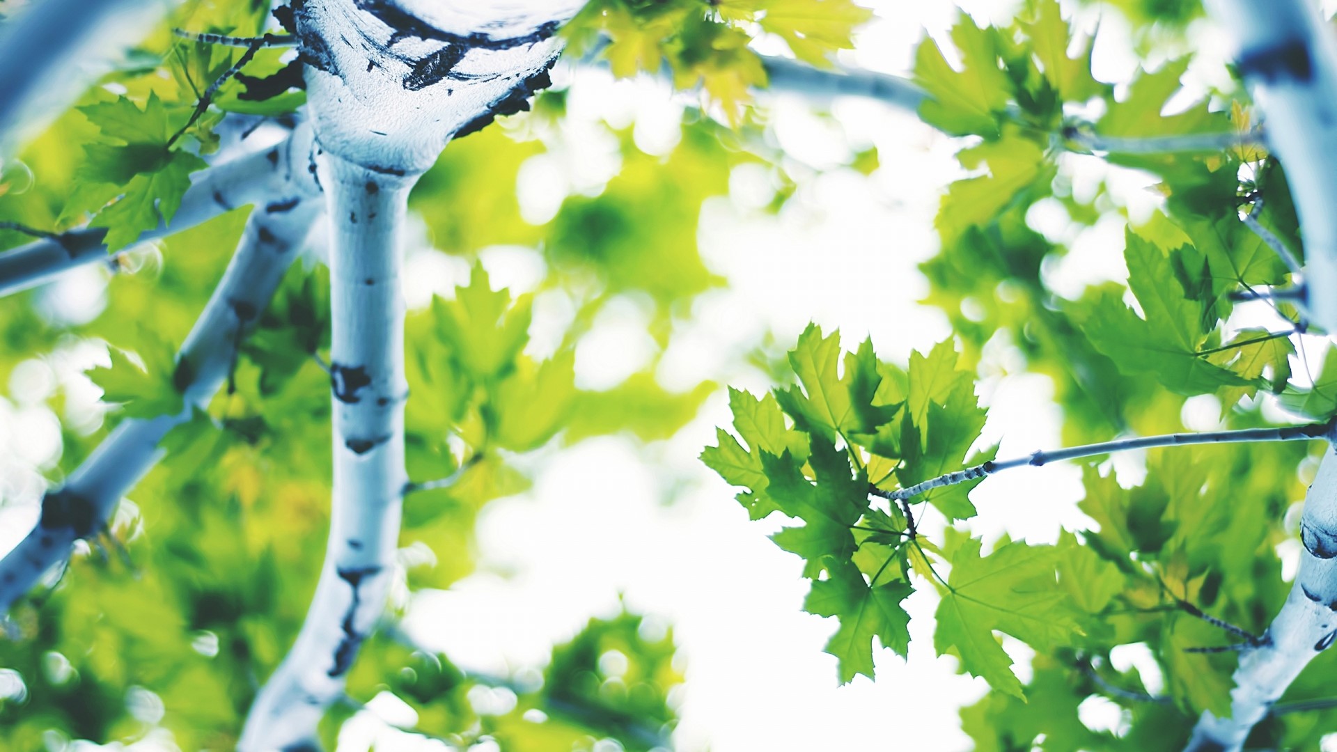 Green leaves and tree branches against bright sky HD Wallpaper
