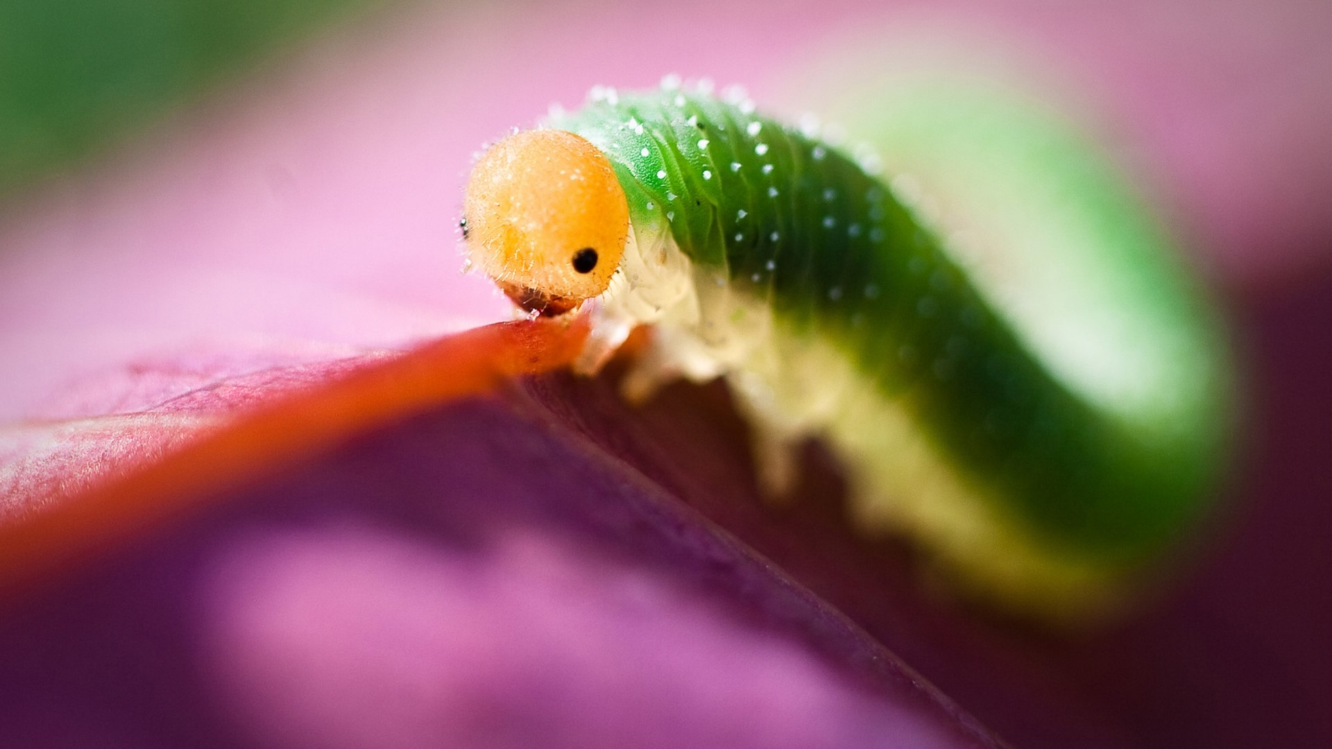 Close-up of a green caterpillar with an orange head HD Wallpaper
