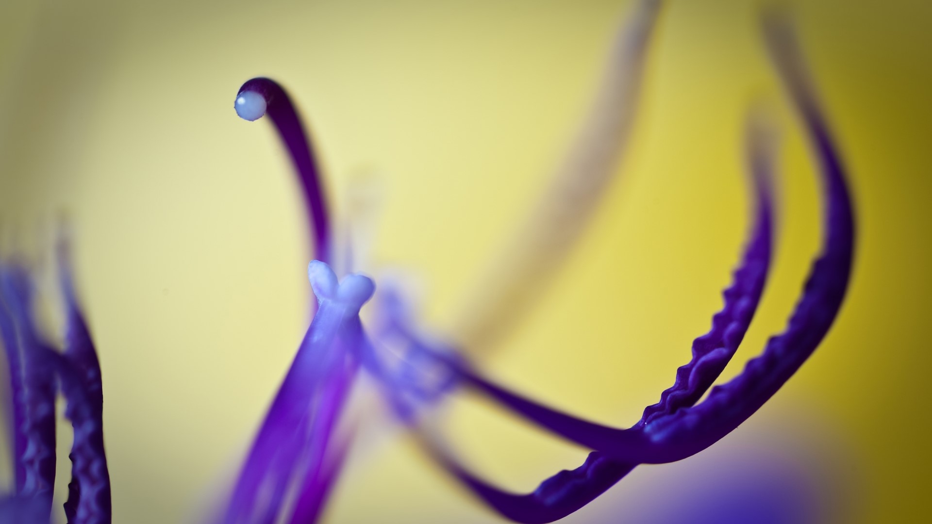 Macro shot of a purple Tibouchina flower stamen HD Wallpaper