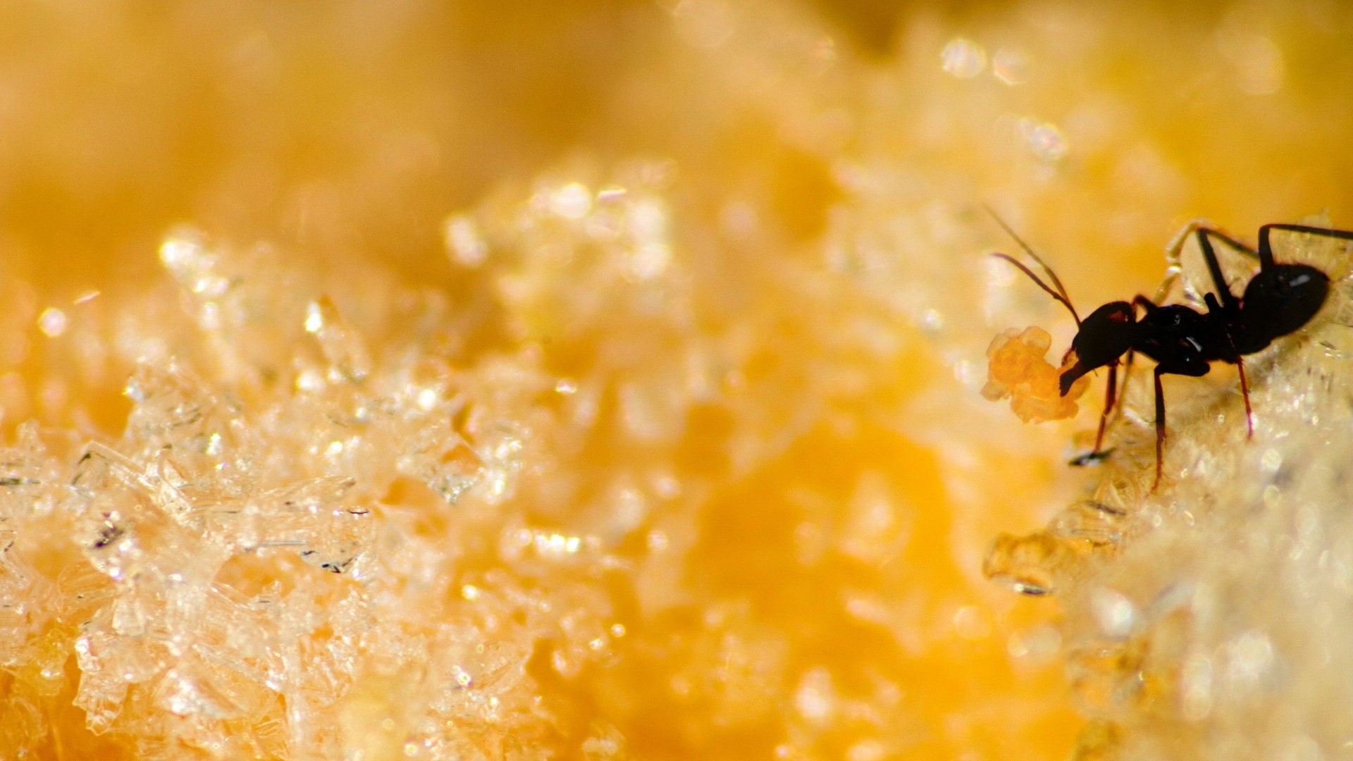 Macro shot of an ant carrying food HD Wallpaper