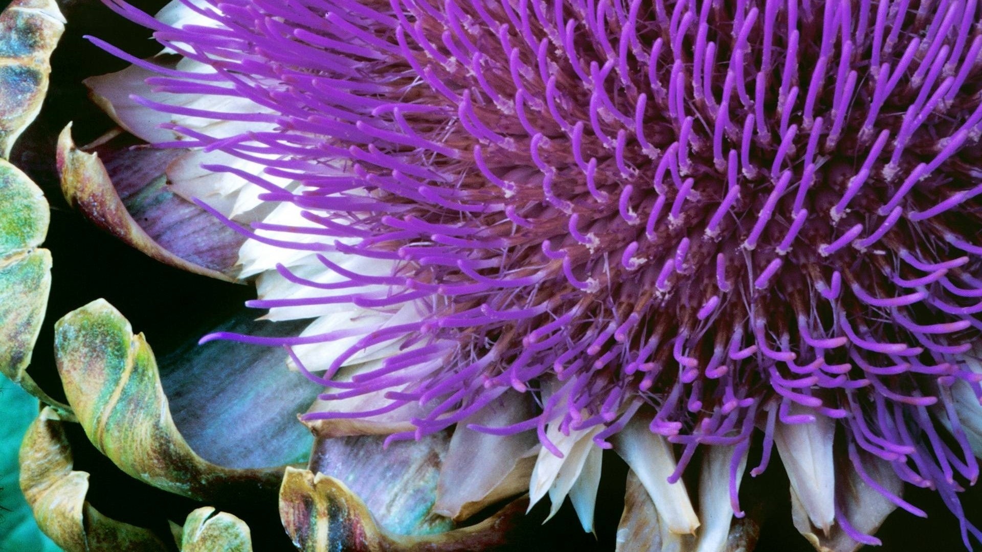 Close-up of a purple artichoke flower HD Wallpaper