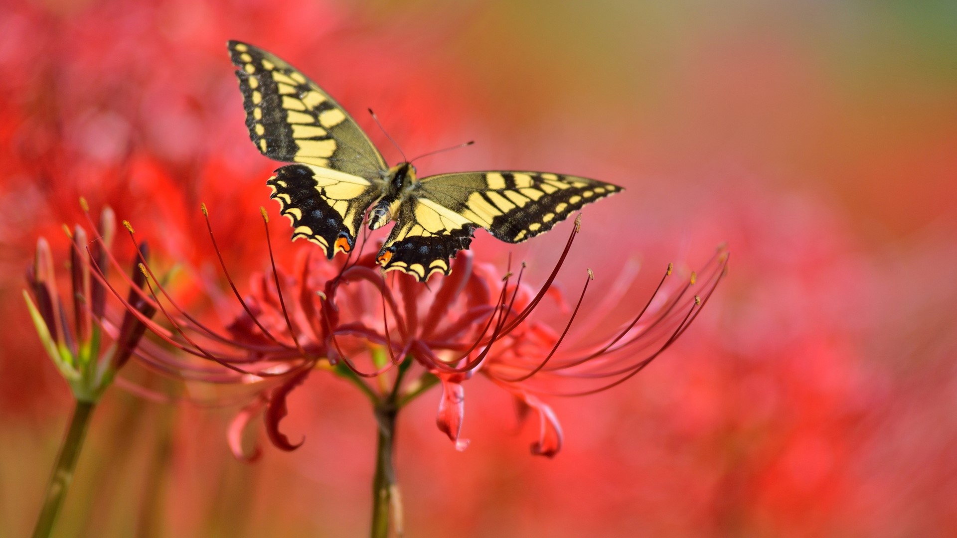 Yellow butterfly on a red spider lily HD Wallpaper