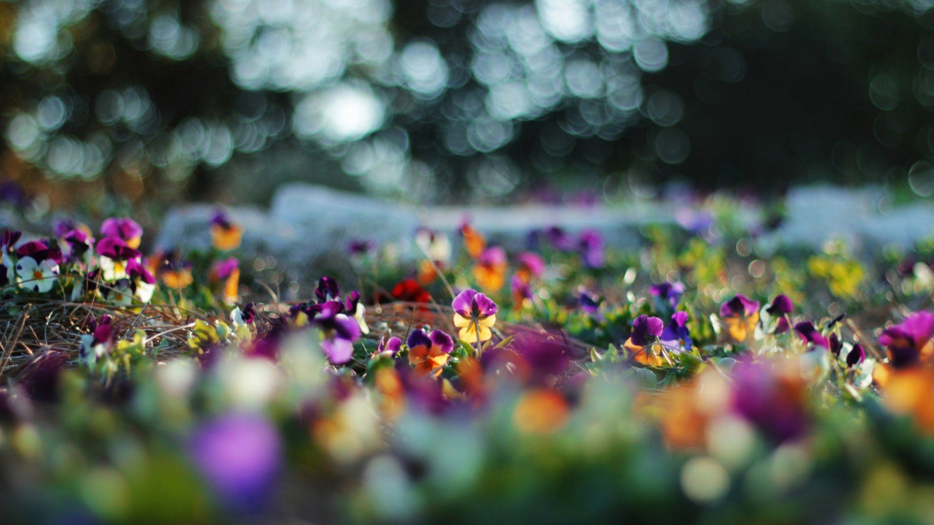 Pansies flowers in a garden HD Wallpaper