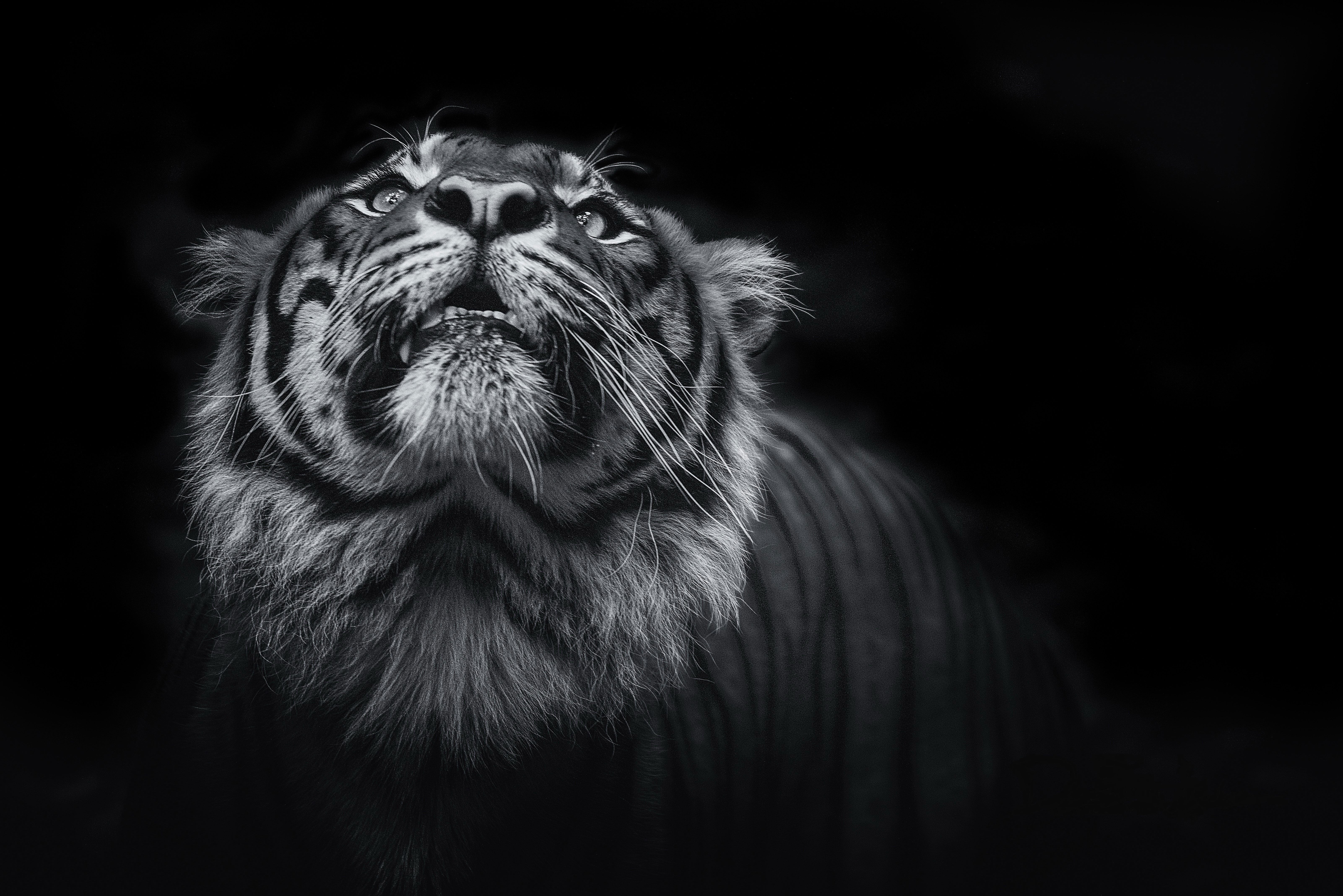Black and white close-up of a tiger HD Wallpaper