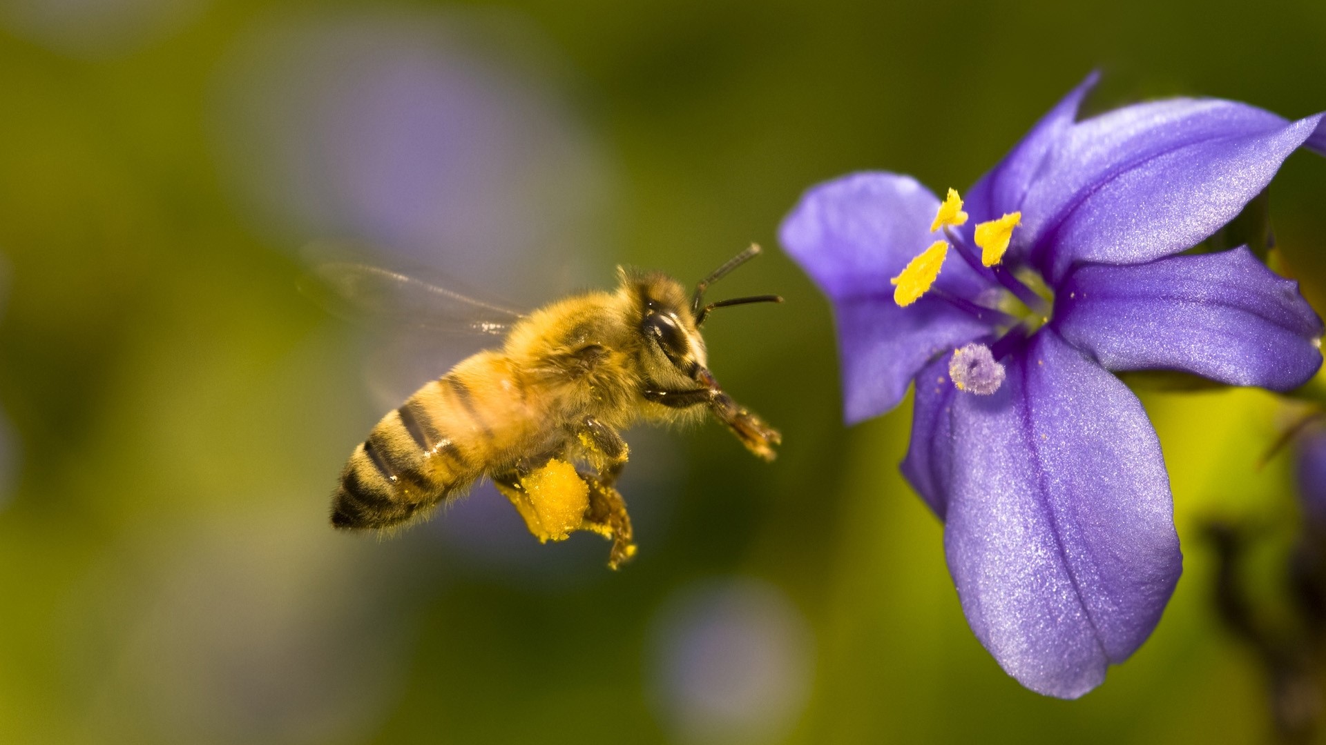 Flying Honey Bee Collecting Pollen from Purple Flower HD Wallpaper