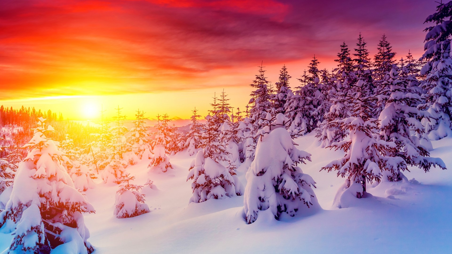 Snowy forest at sunrise with vibrant sky HD Wallpaper