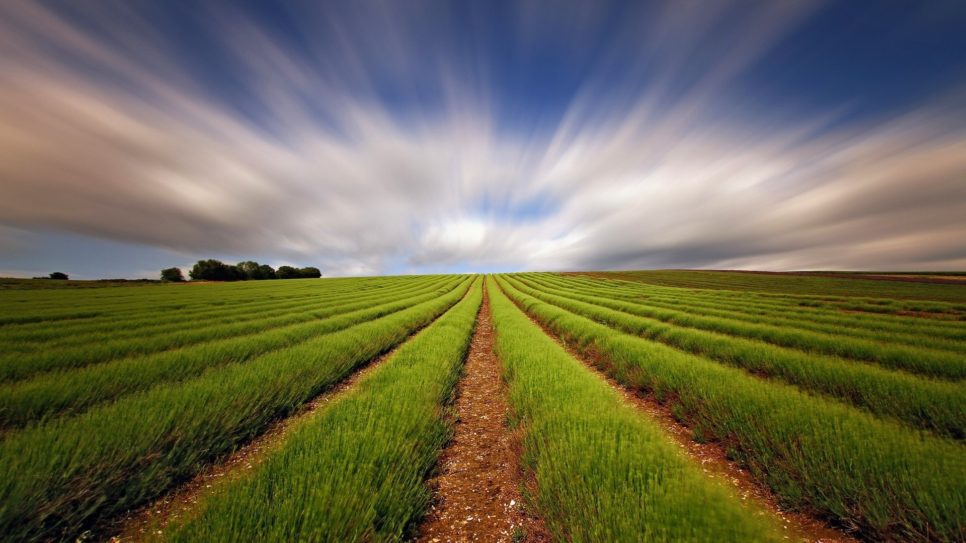 Rows of green crops under a streaky sky HD Wallpaper