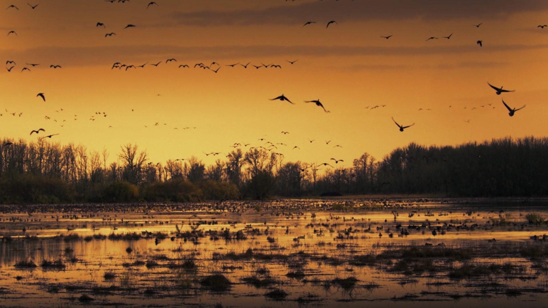 Flock of Geese Flying Over Wetland at Sunset HD Wallpaper