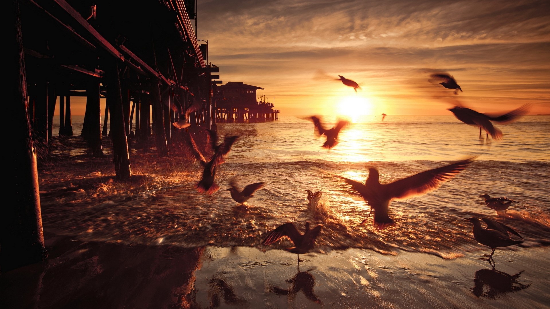 Seagulls flying near a pier at sunset HD Wallpaper