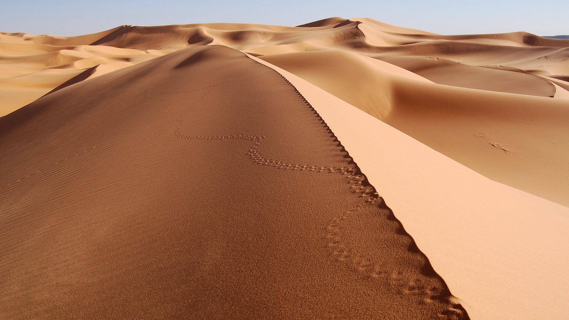 Desert sand dunes with animal tracks HD Wallpaper