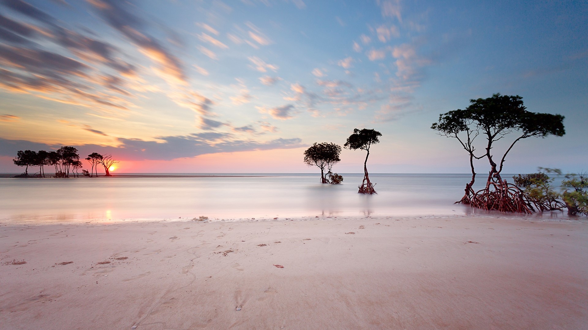 Mangrove trees on a beach at sunset HD Wallpaper