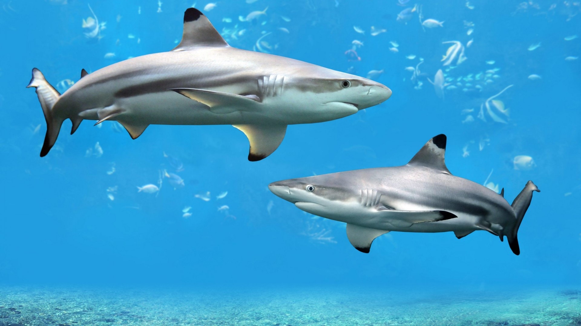 Two Reef Sharks Swimming in Blue Water HD Wallpaper