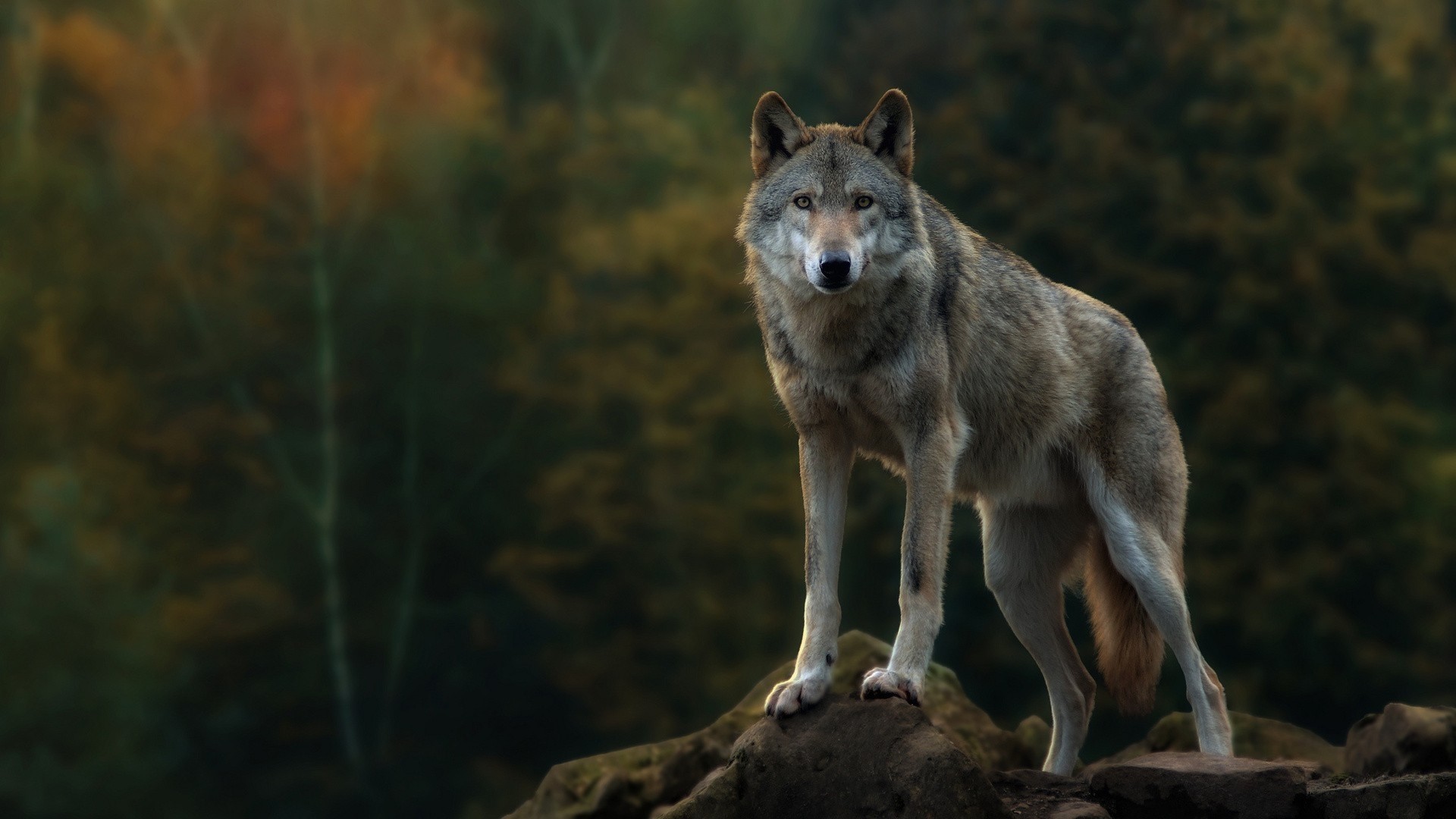 Wolf standing on a rocky ridge in a forest HD Wallpaper