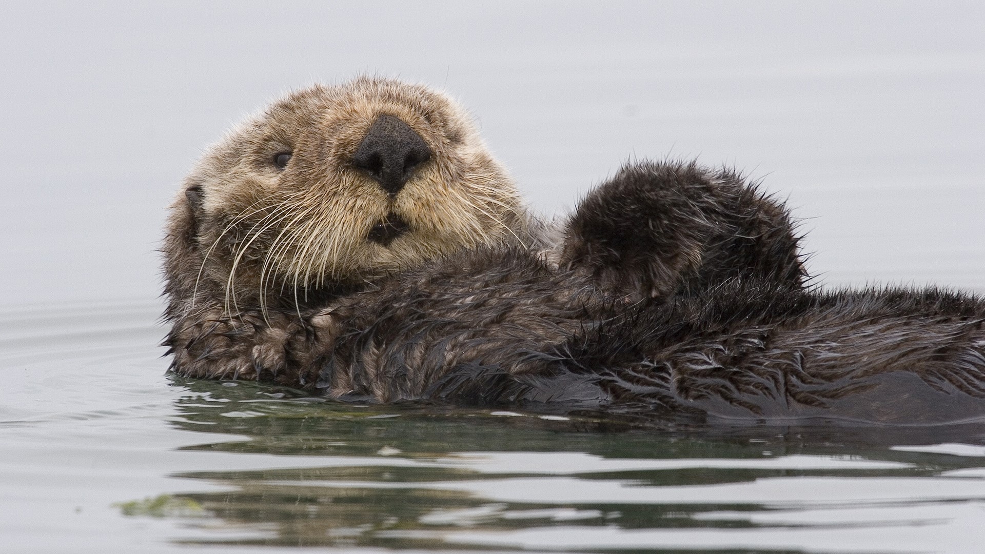 Sea Otter Floating in Water HD Wallpaper