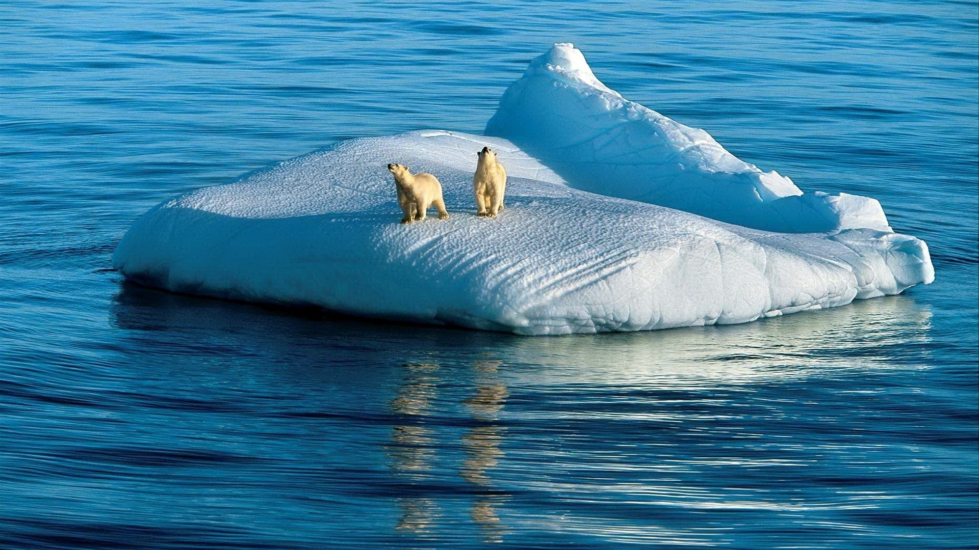 Two polar bears on an iceberg HD Wallpaper