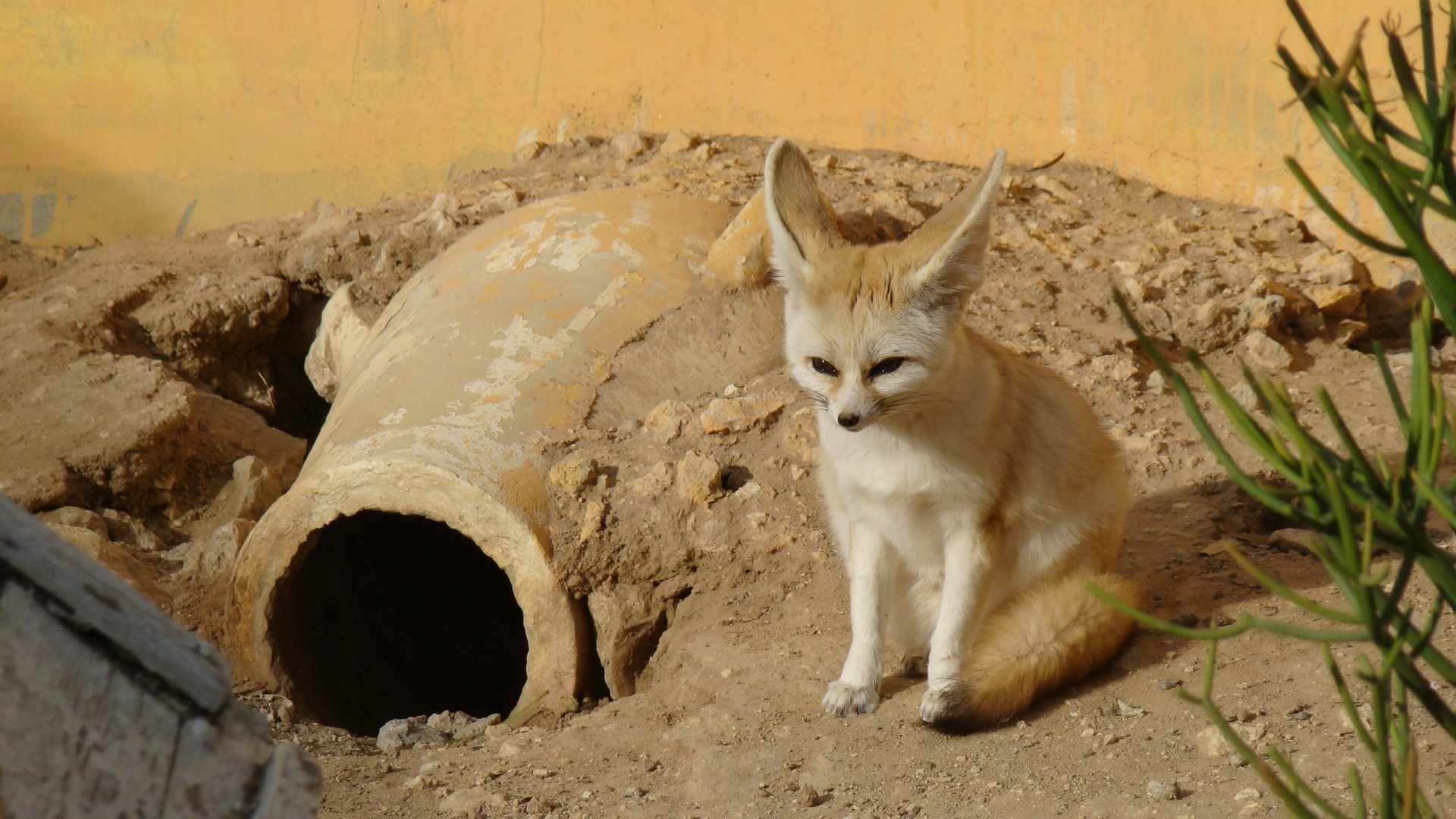 Fennec fox near a broken amphora in a desert enclosure HD Wallpaper