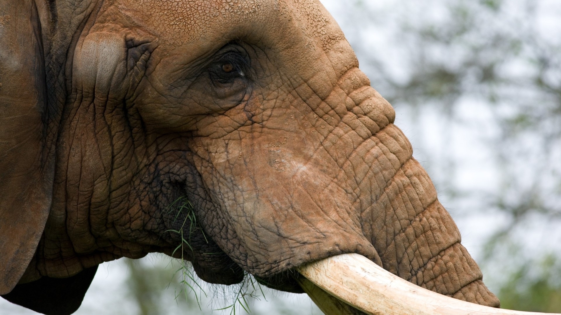Close-up portrait of an elephant eating grass HD Wallpaper
