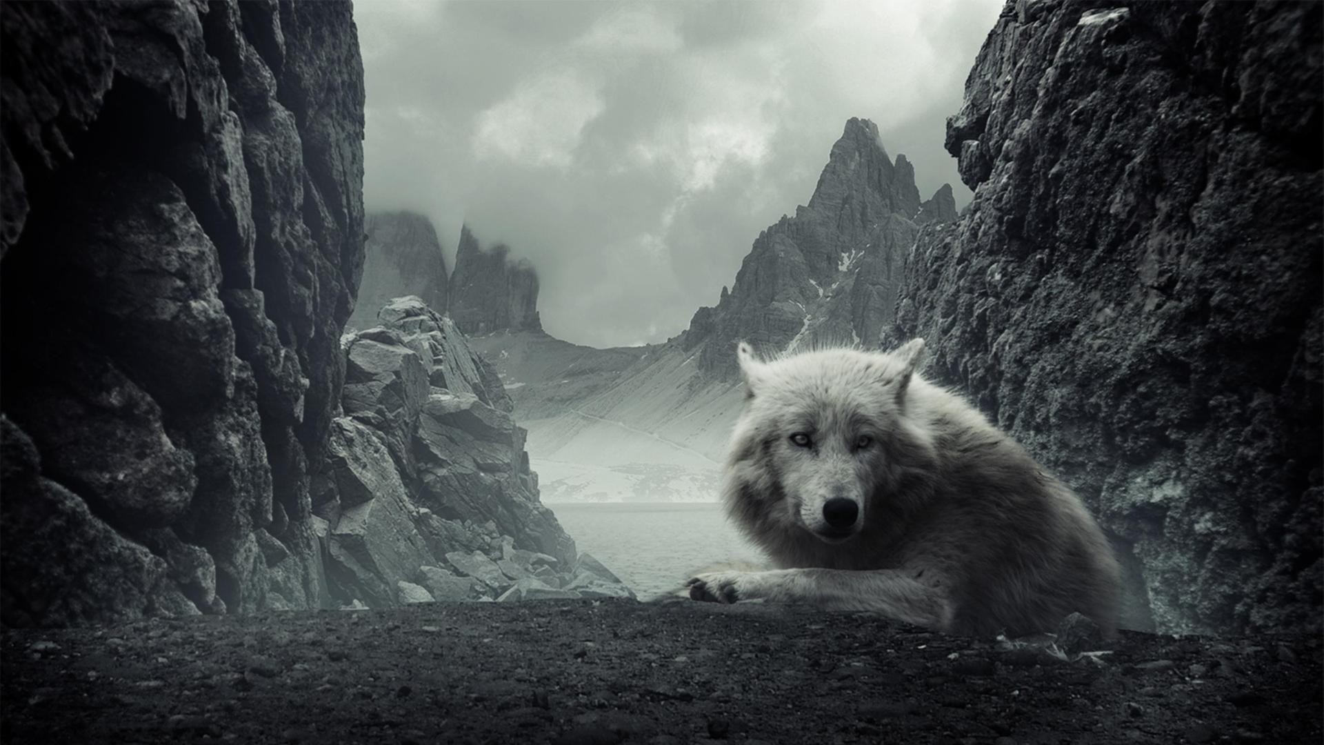 White wolf in a rocky mountain landscape HD Wallpaper